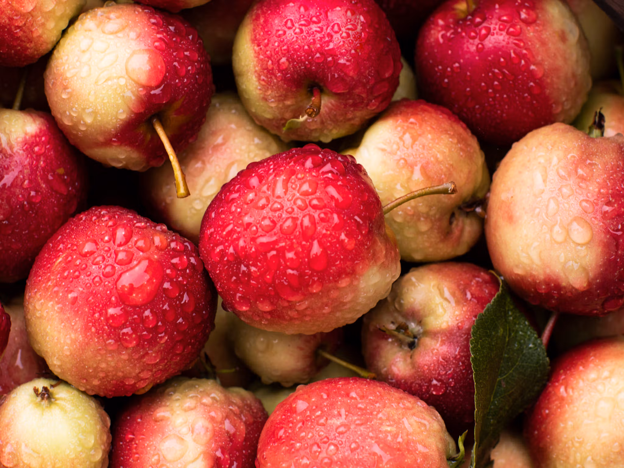 Apples from Syse Gard in Ulvik, the Hardangerfjord region in Fjord Norway