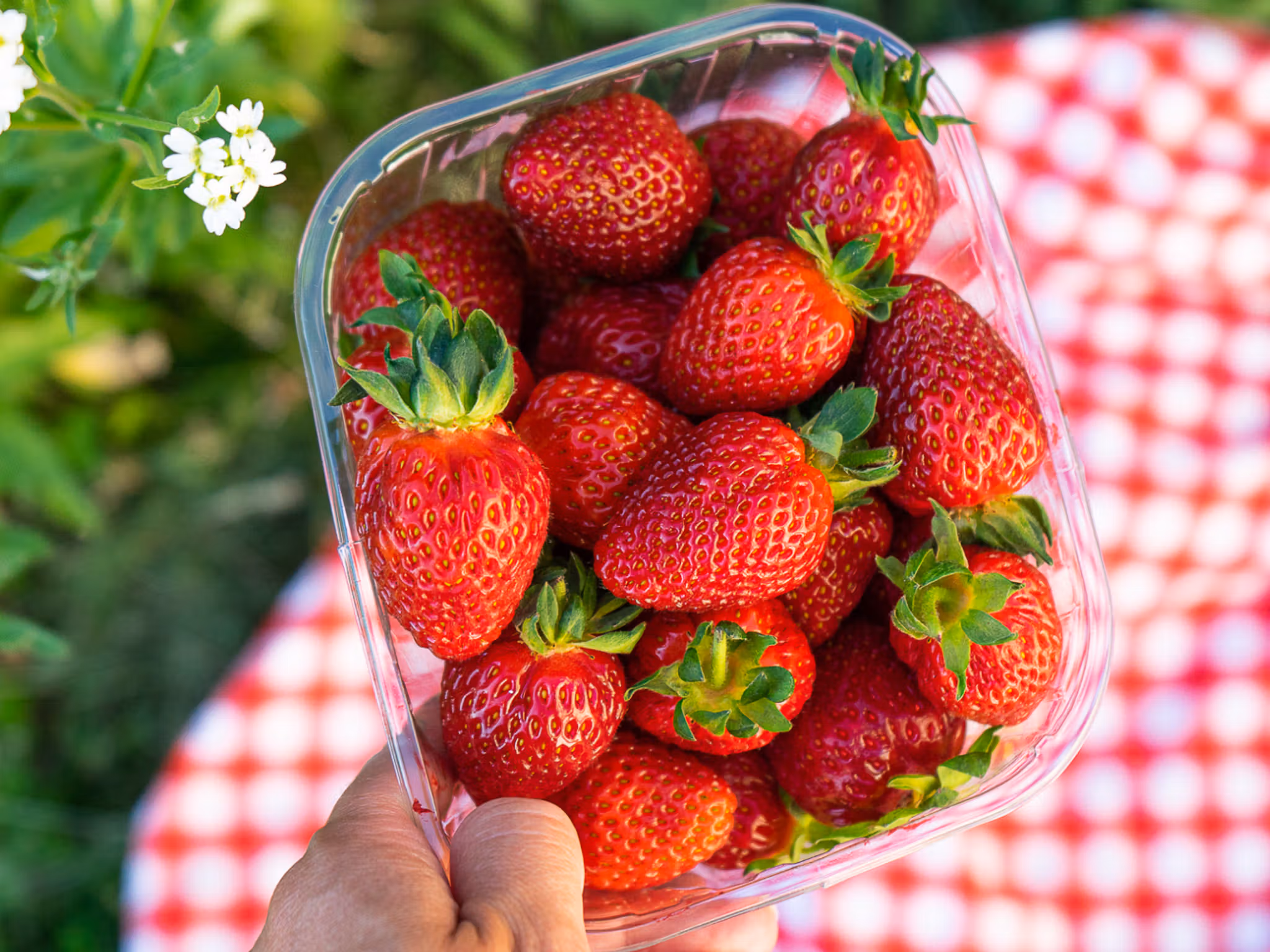 Jordbærbua strawberry farm outside Drøbak
