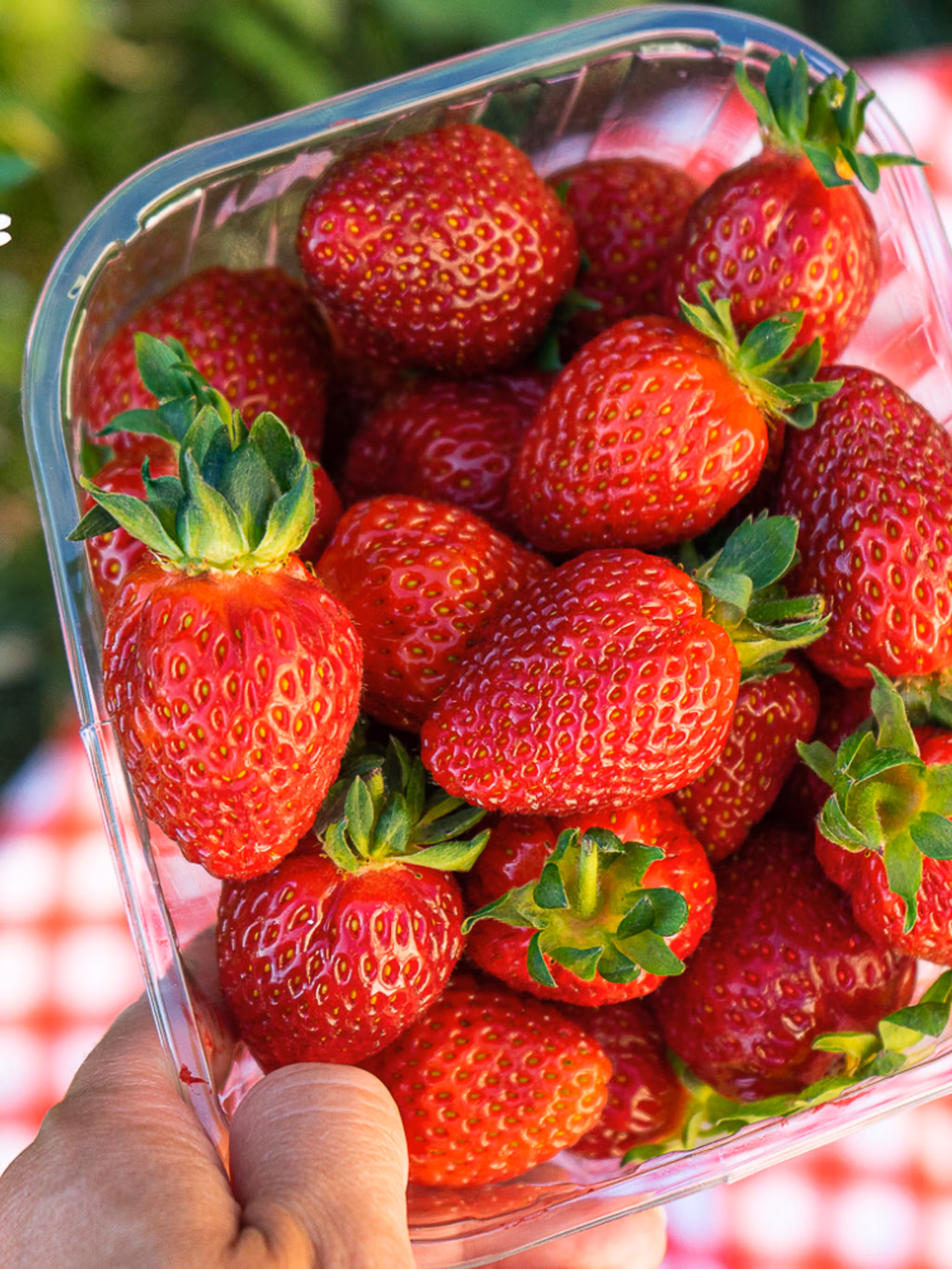 Jordbærbua strawberry farm outside Drøbak