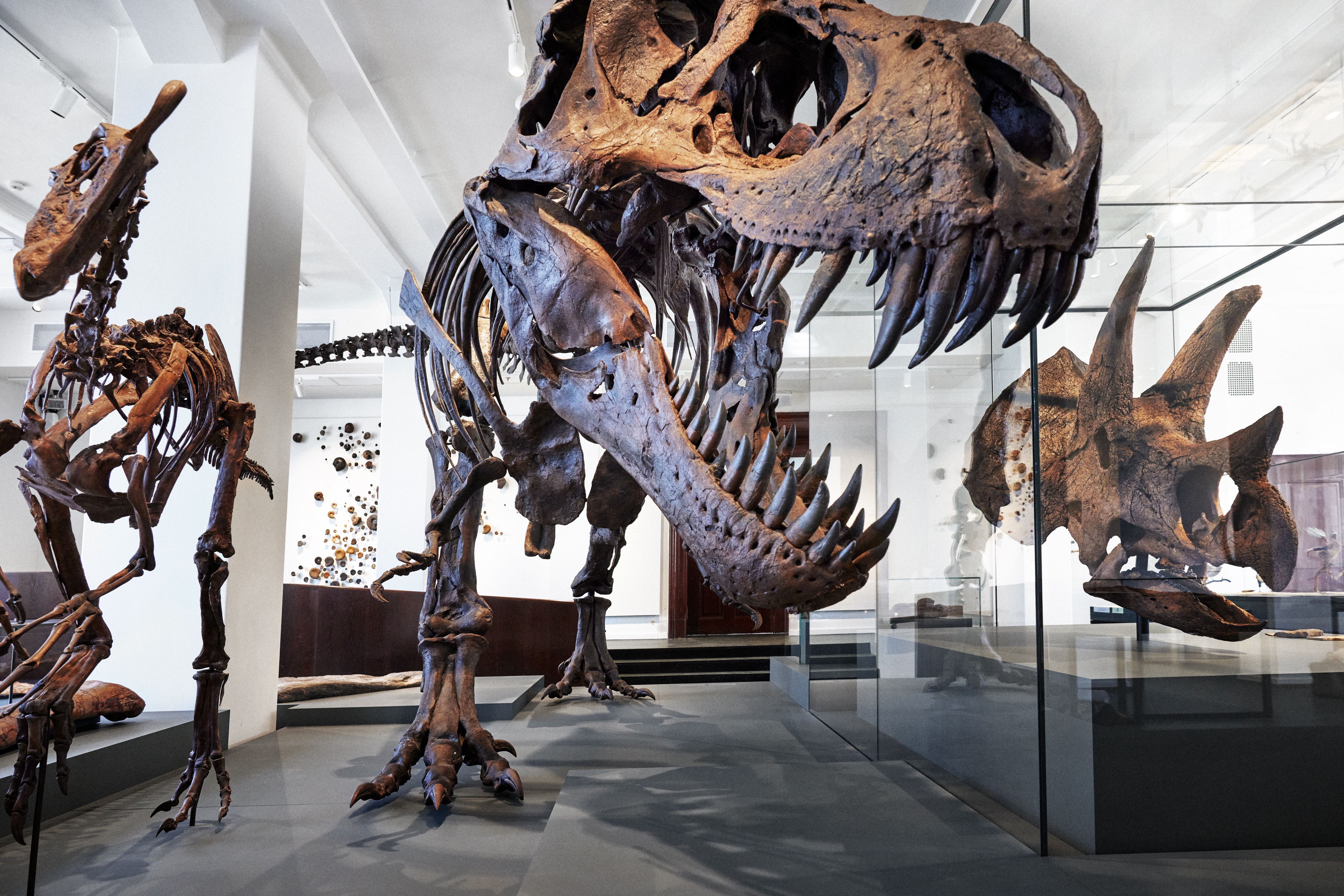 Dinosaurs at the Natural History Museum. Dinosaurs at the Natural History Museum. From left to right, Oviraptor, Tyrannosaurus, Triceratops.