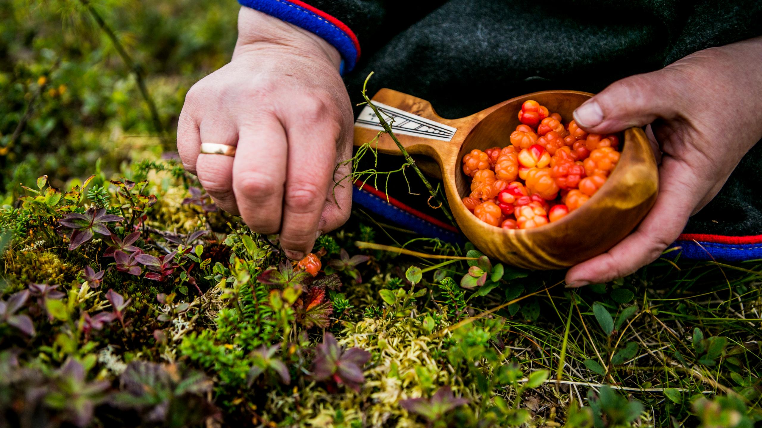 A person picks cloudberries and gathers them in a wooden cup.