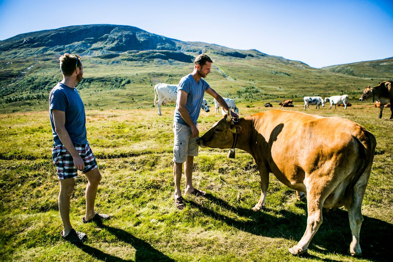 Cows