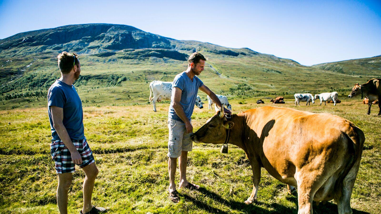 Cows