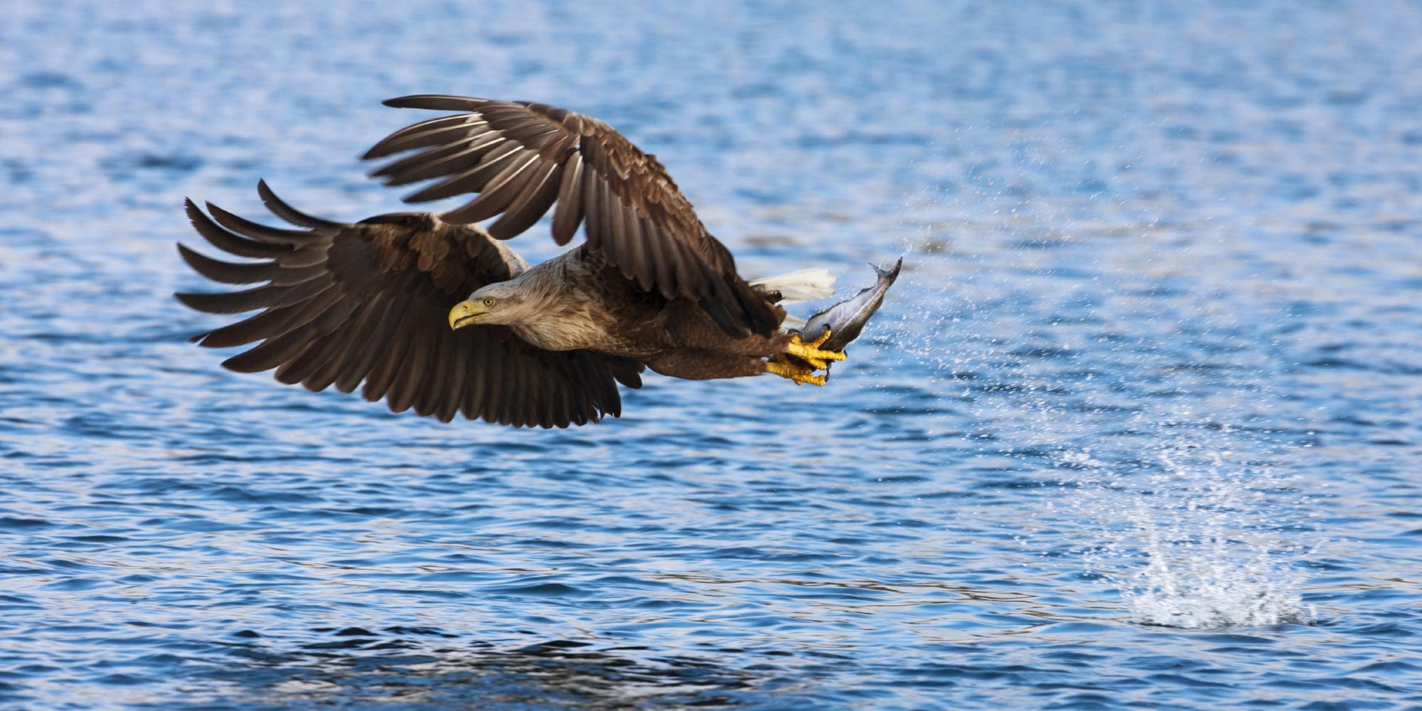En havørn som har fanget en fisk i havet utenfor Bodø