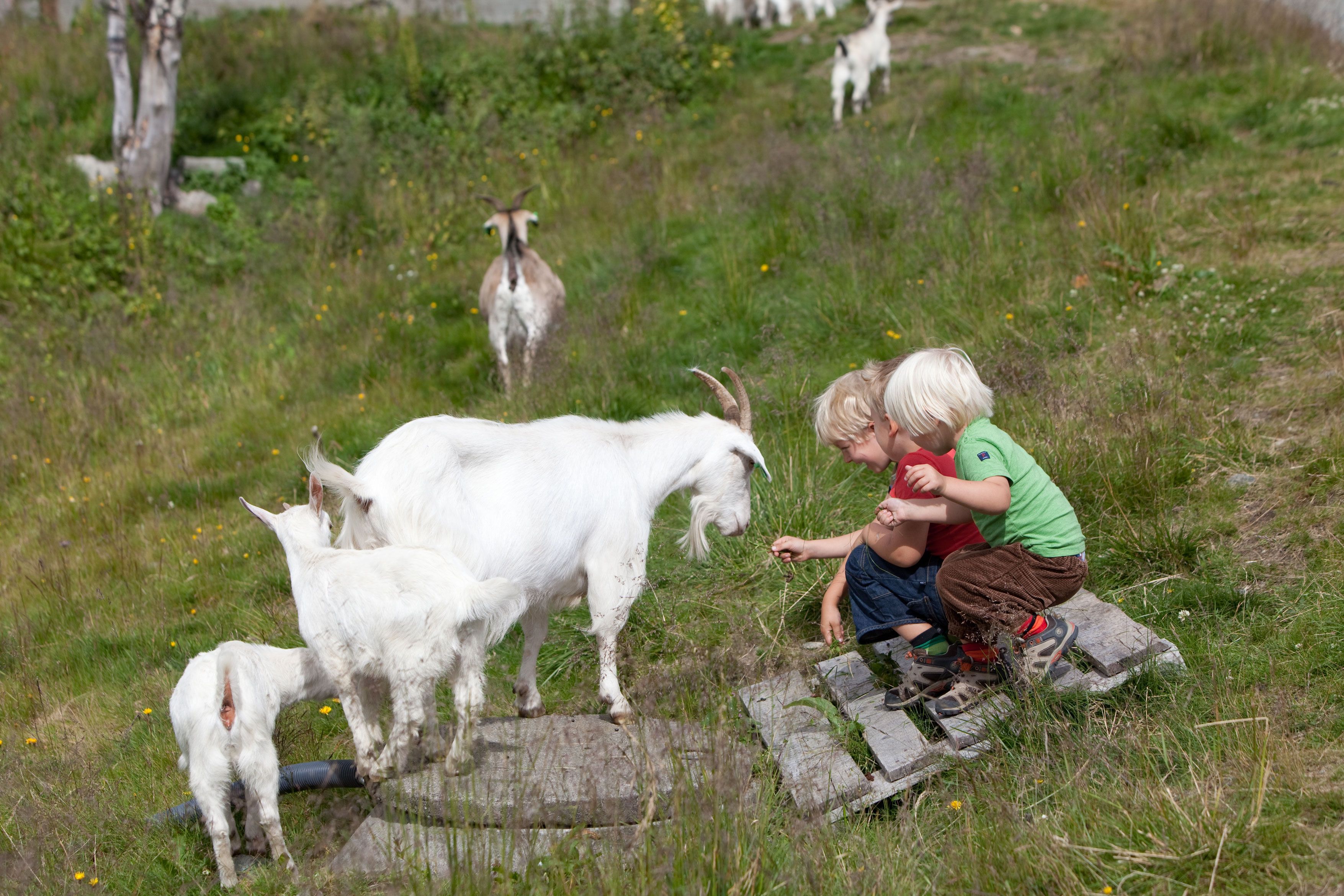 Barn leker med geiter i Hemsedal på Østlandet