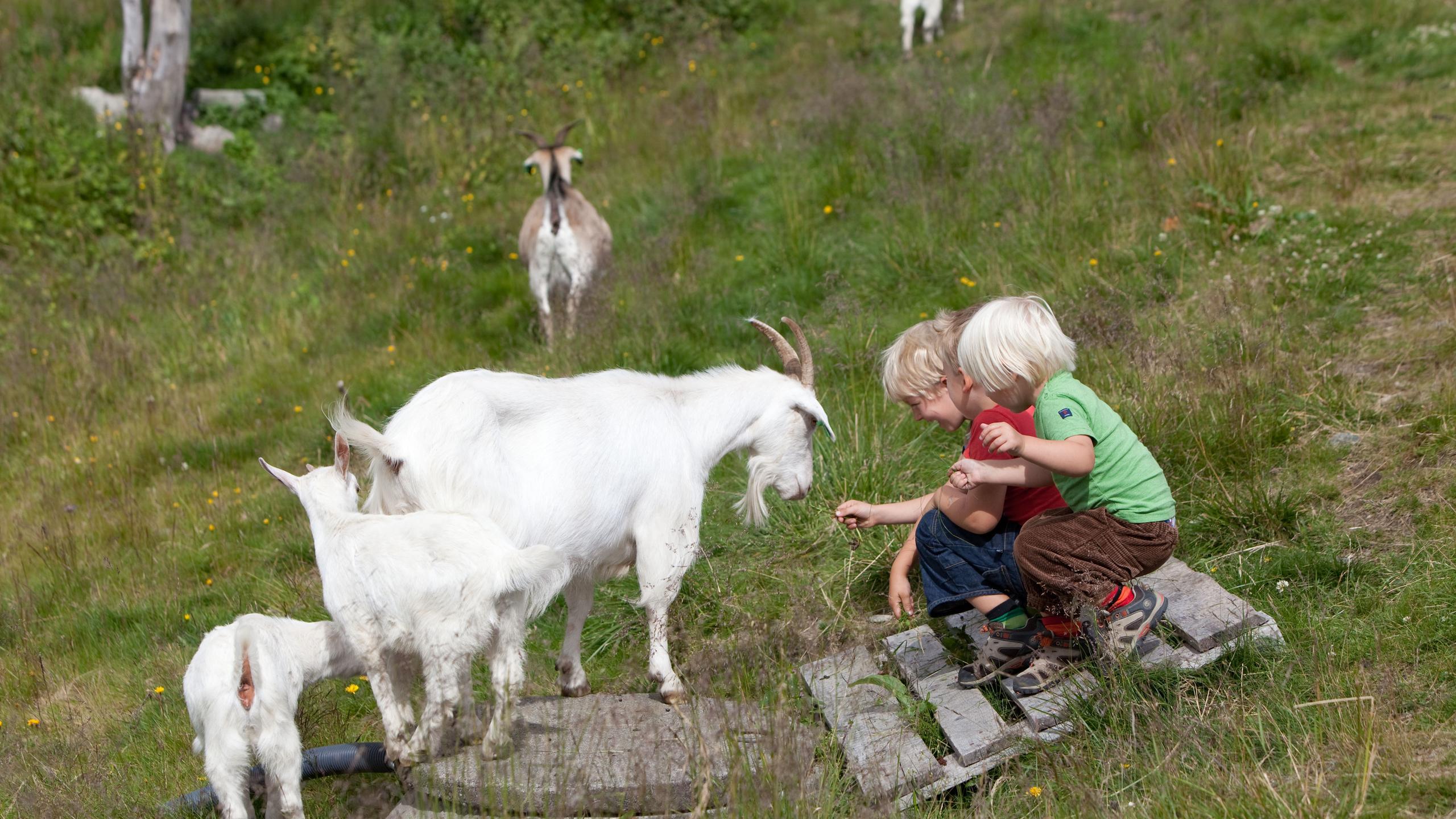 Children playing with goats in Hemsedal, Eastern Norway