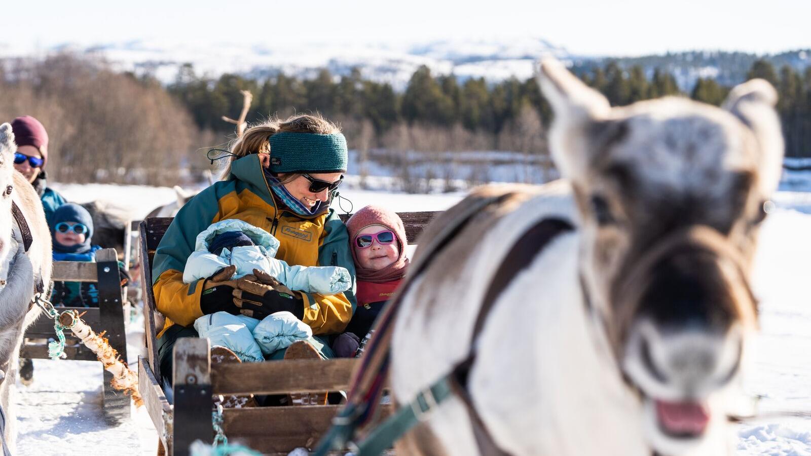 Woman with two kids reindeer sledding in beautiful winter landscape, in Alta