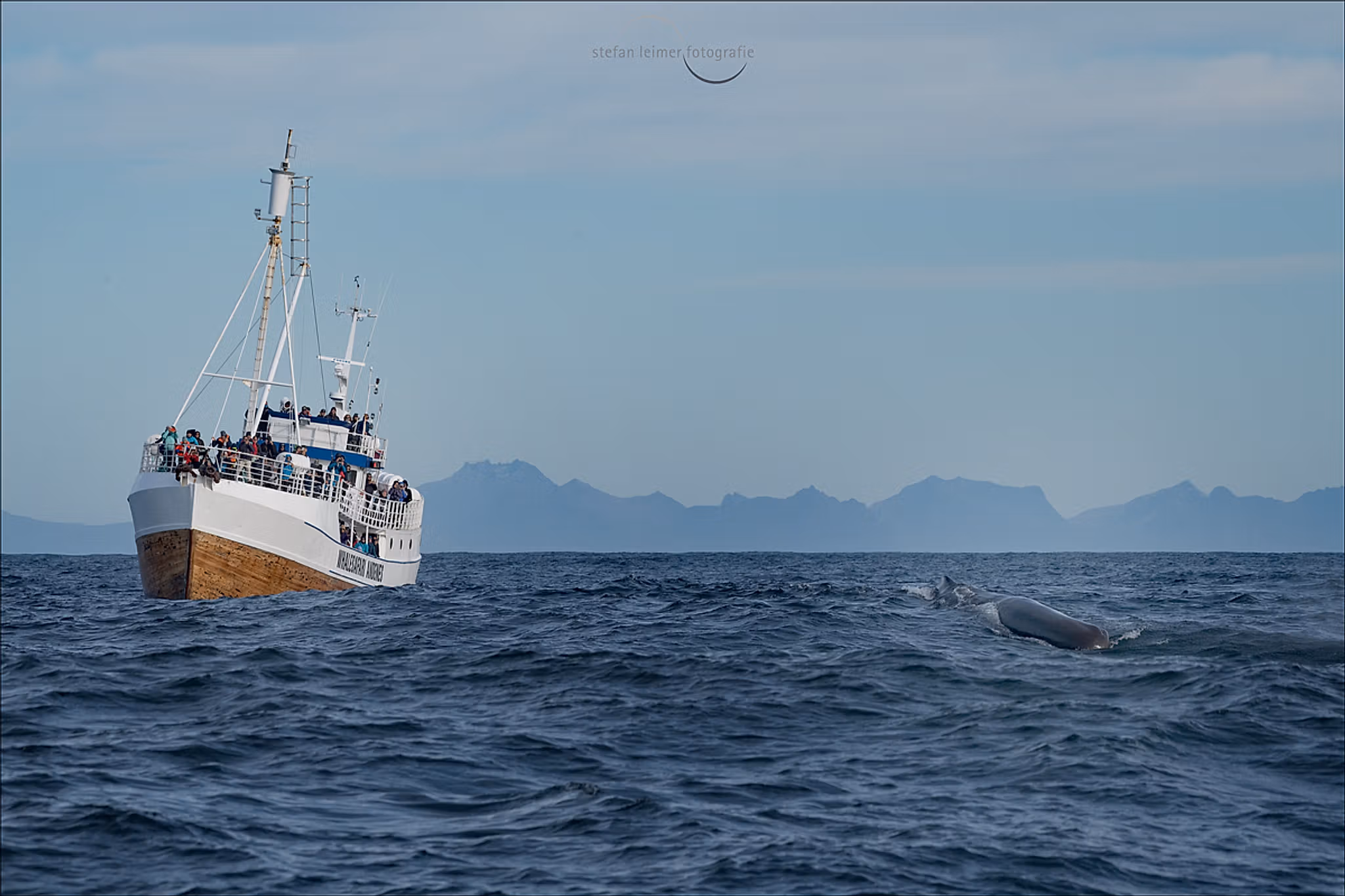 The whale safari ship and a whale in front