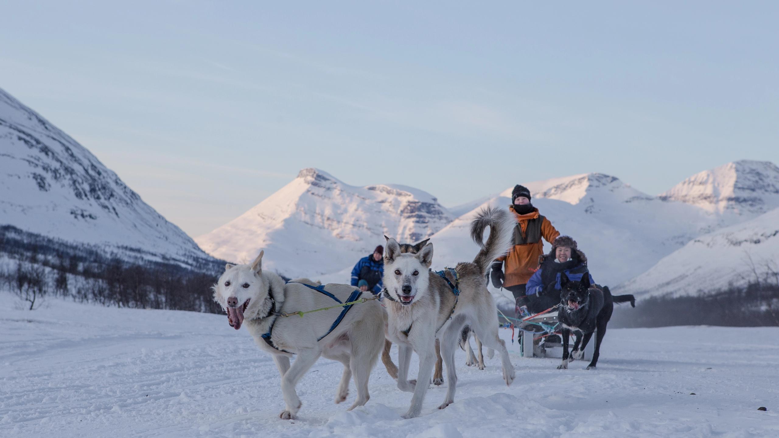Dog sledding in winter.