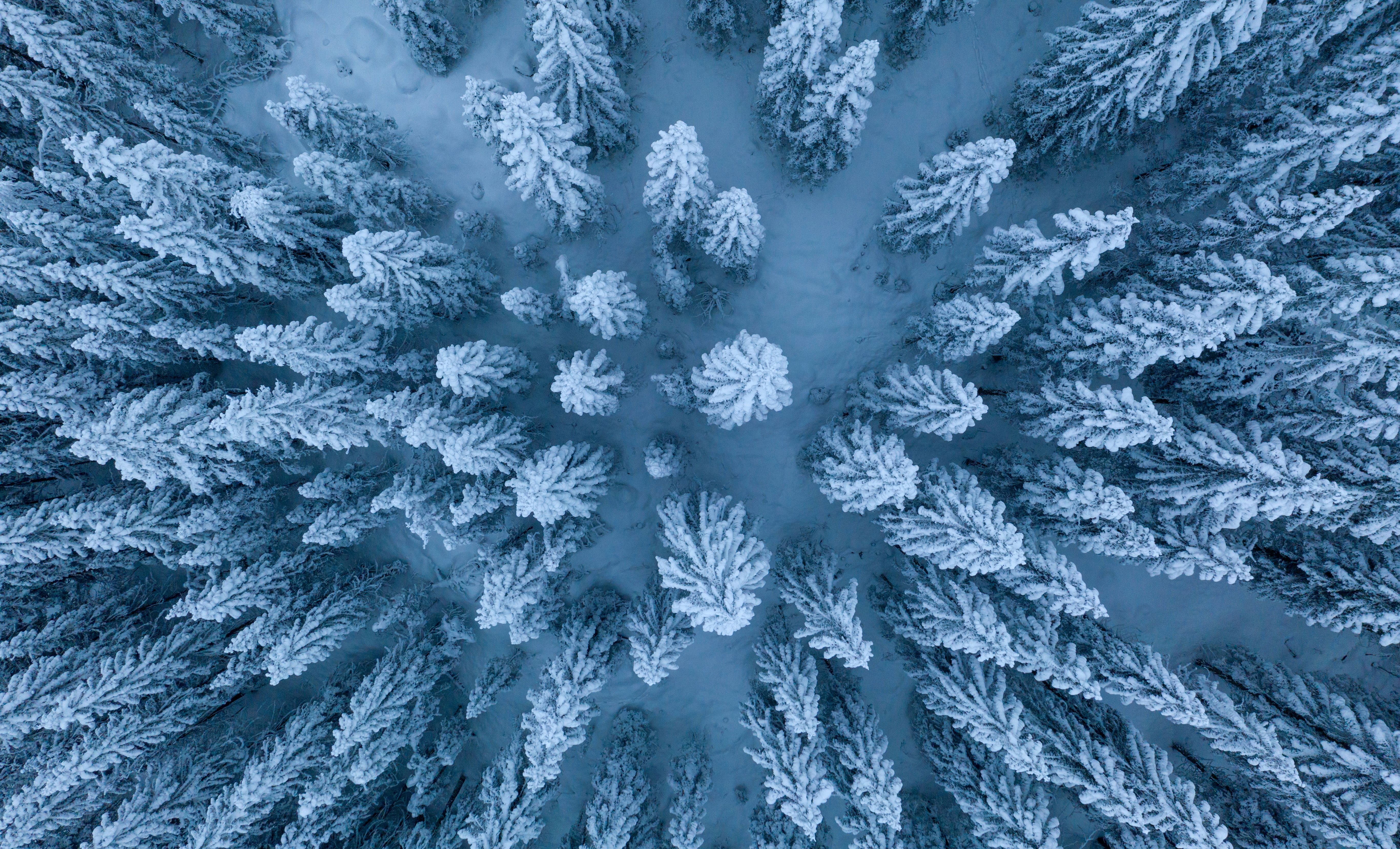 Icy forests in Lunnder
