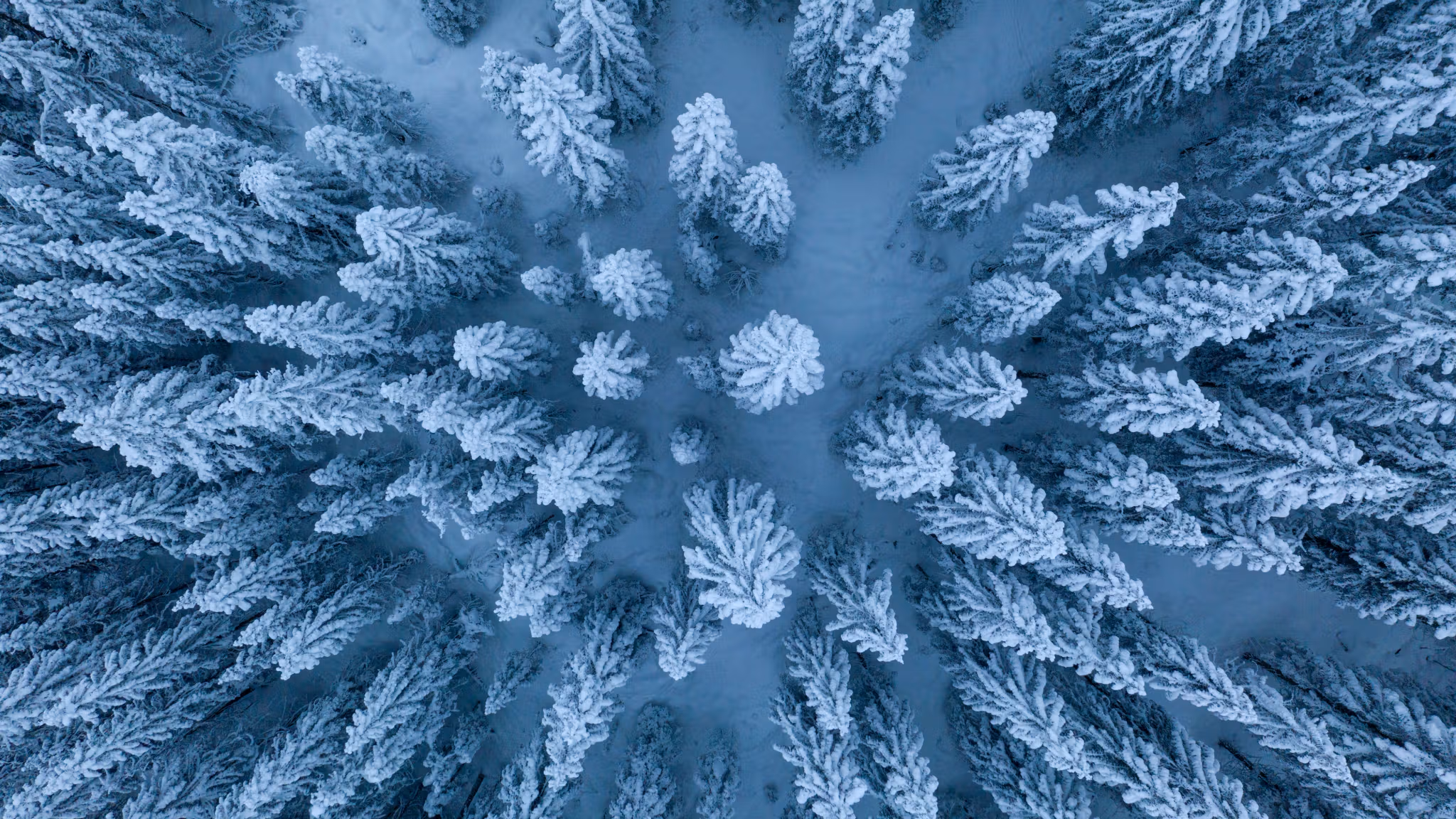 Icy forests in Lunnder