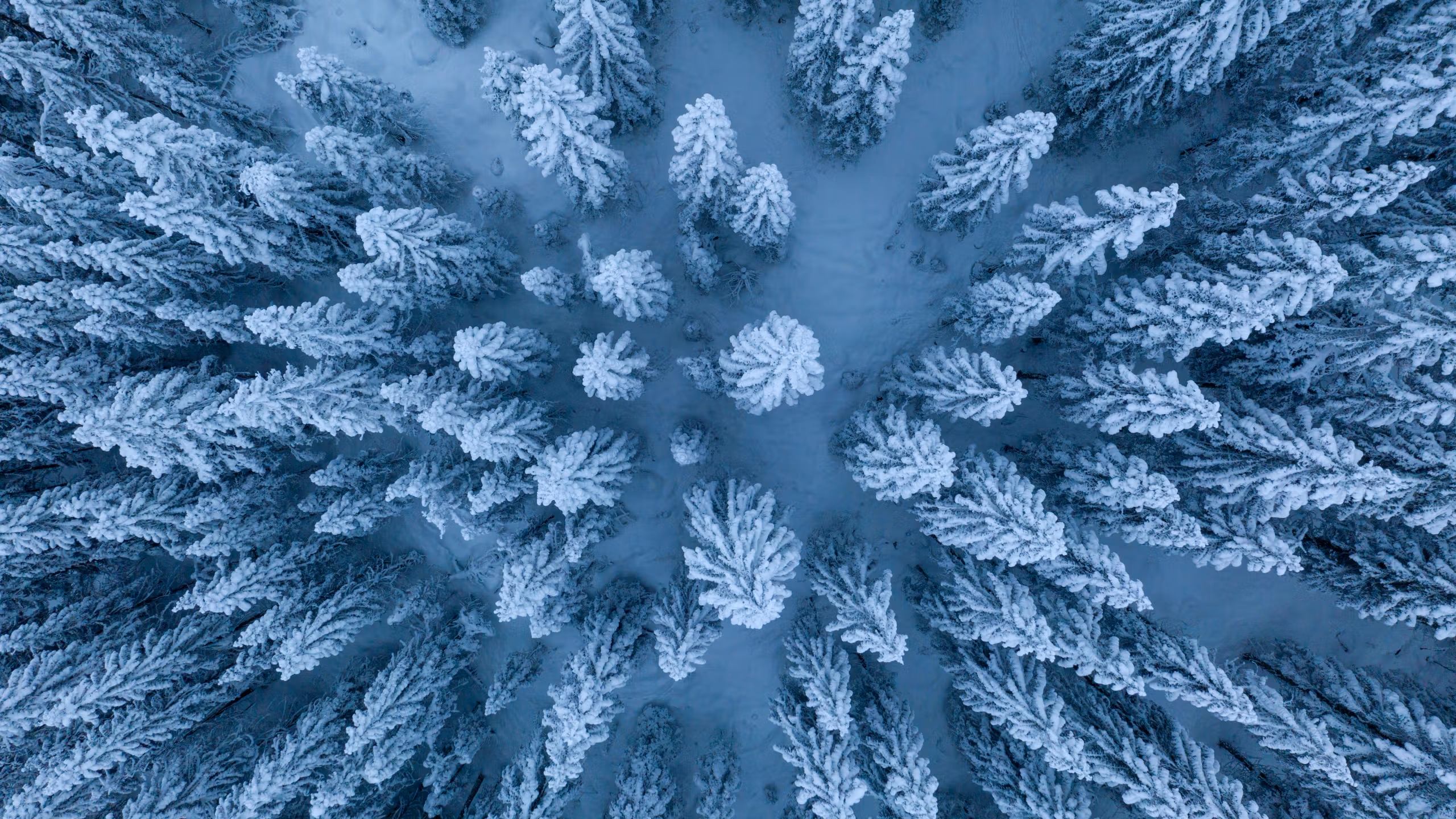 Icy forests in Lunnder