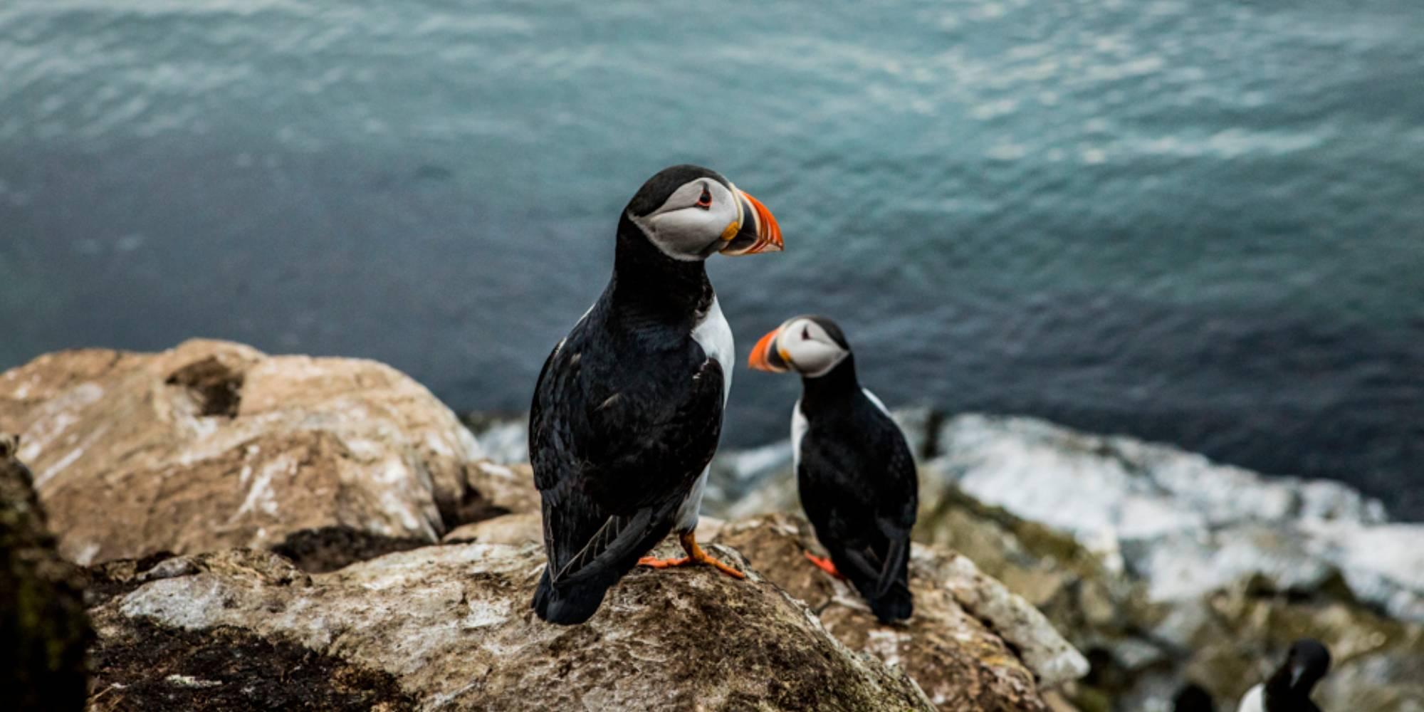 Two atlantic puffins at Hornøya, Northern Norway