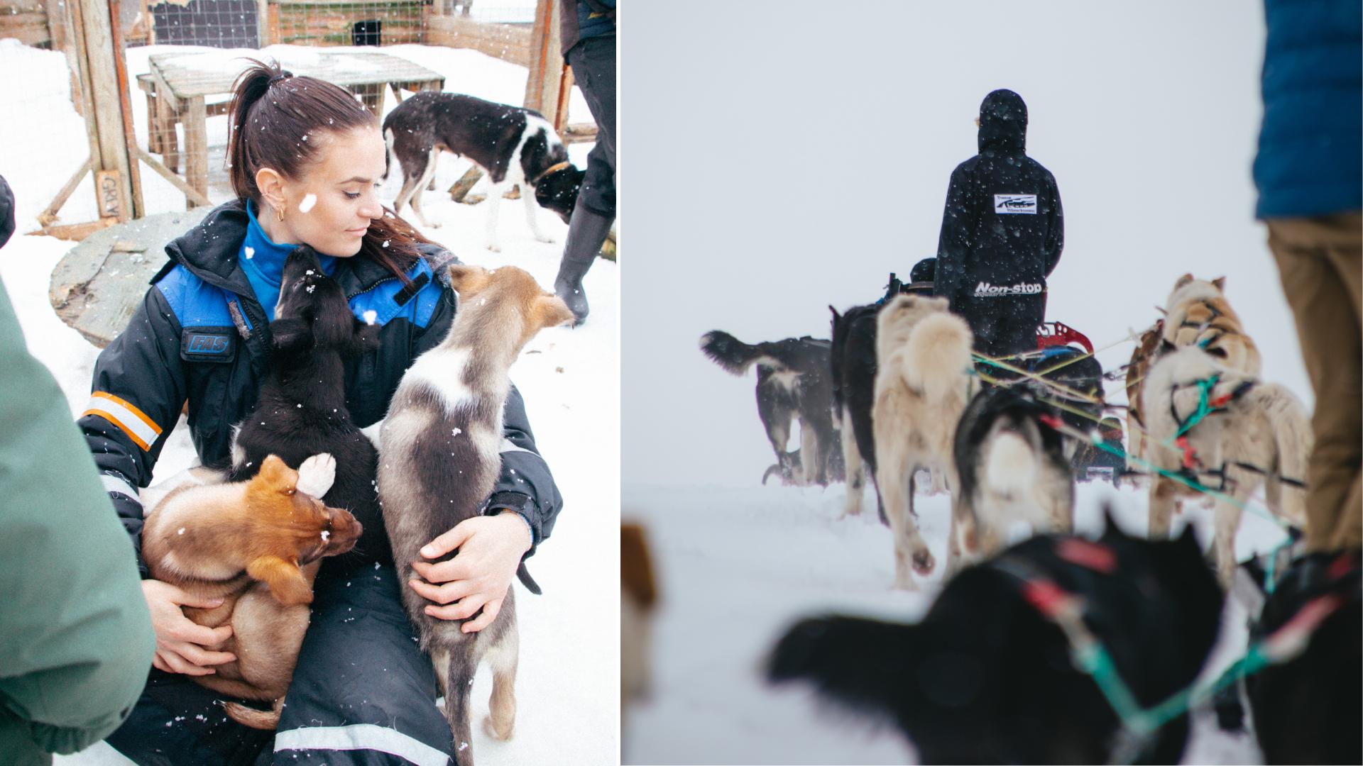 A collage of a woman petting huskies and dog sledding in Tromsø, Northern Norway