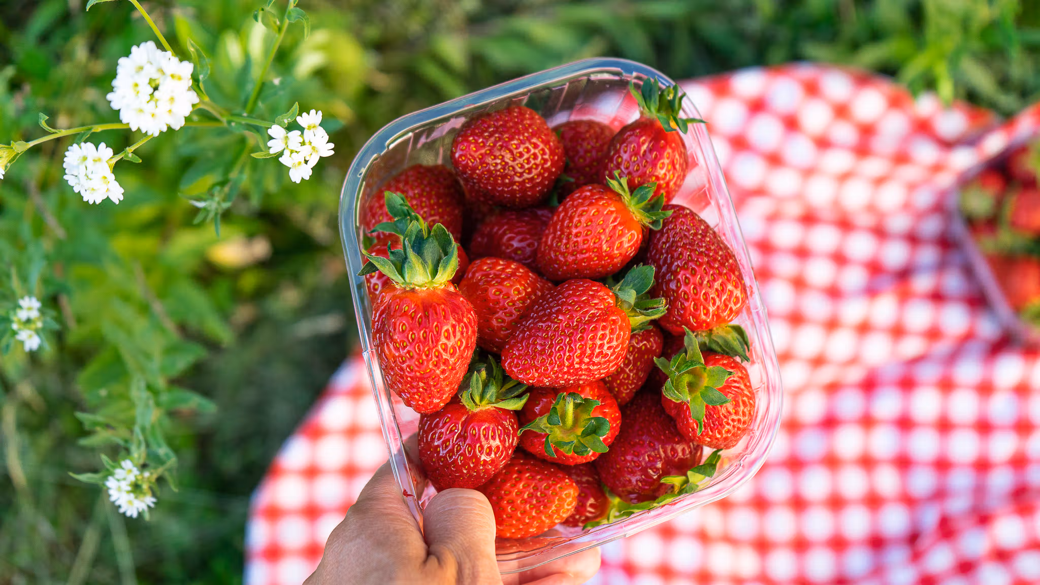 Jordbærbua strawberry farm outside Drøbak