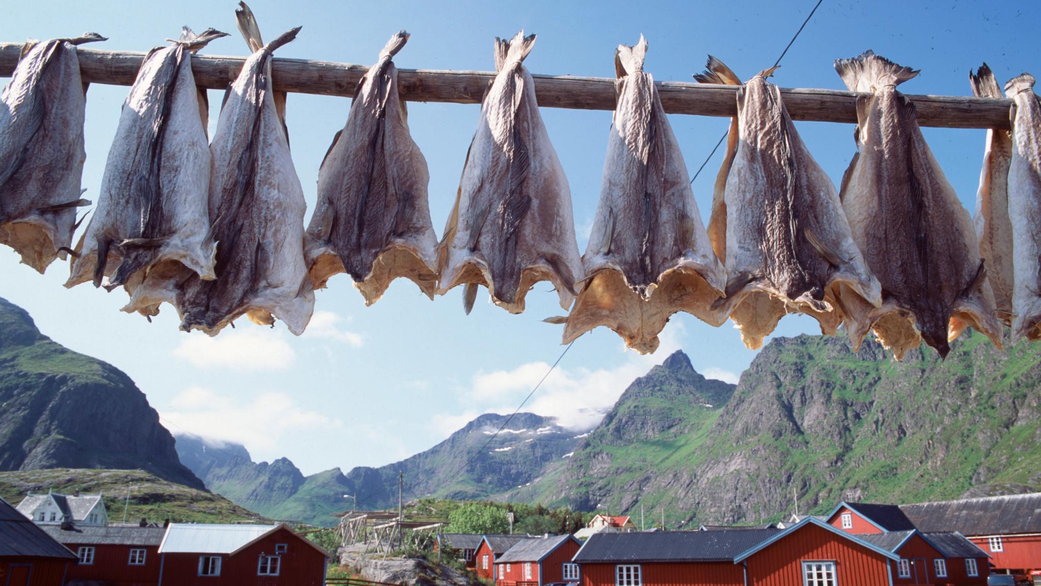 Stockfish hanging to dry outside in Lofoten, Northern Norway