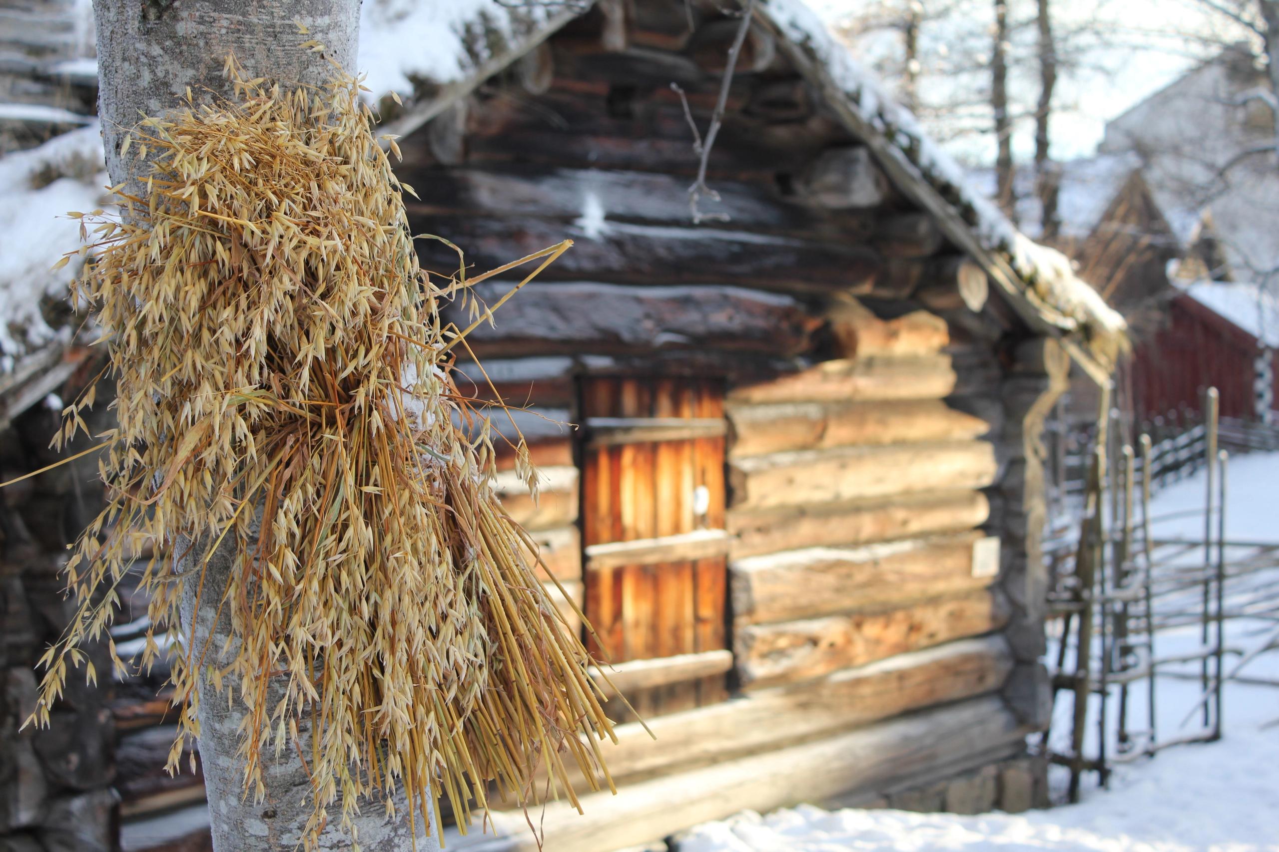 Christmas sheaf at Norsk Folkemuseum