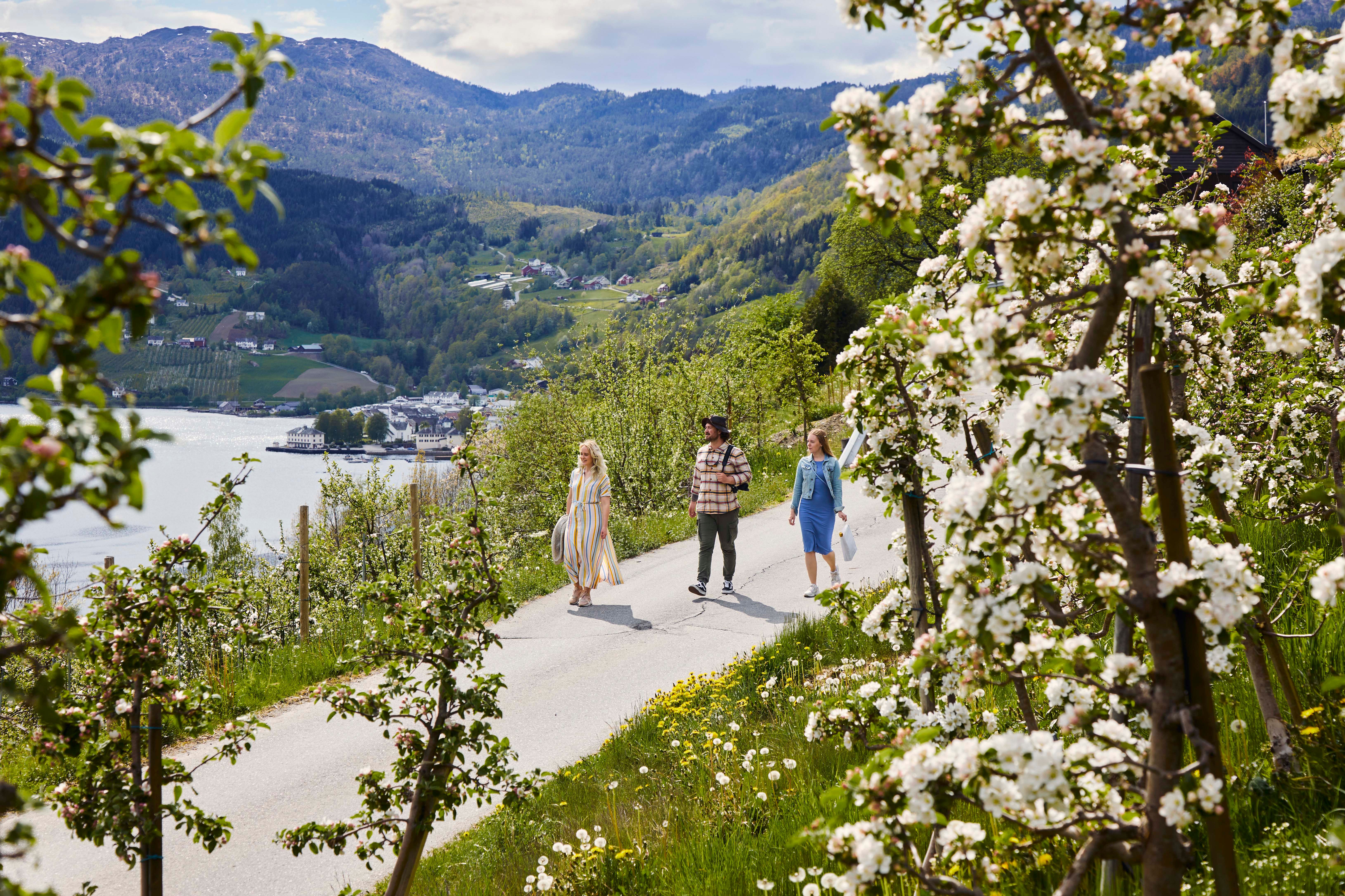 People enjoy a walk along rows of blooming apple trees.