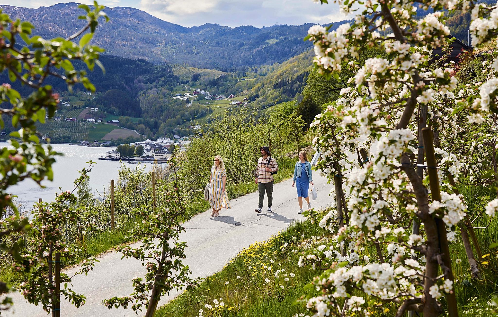 People enjoy a walk along rows of blooming apple trees.