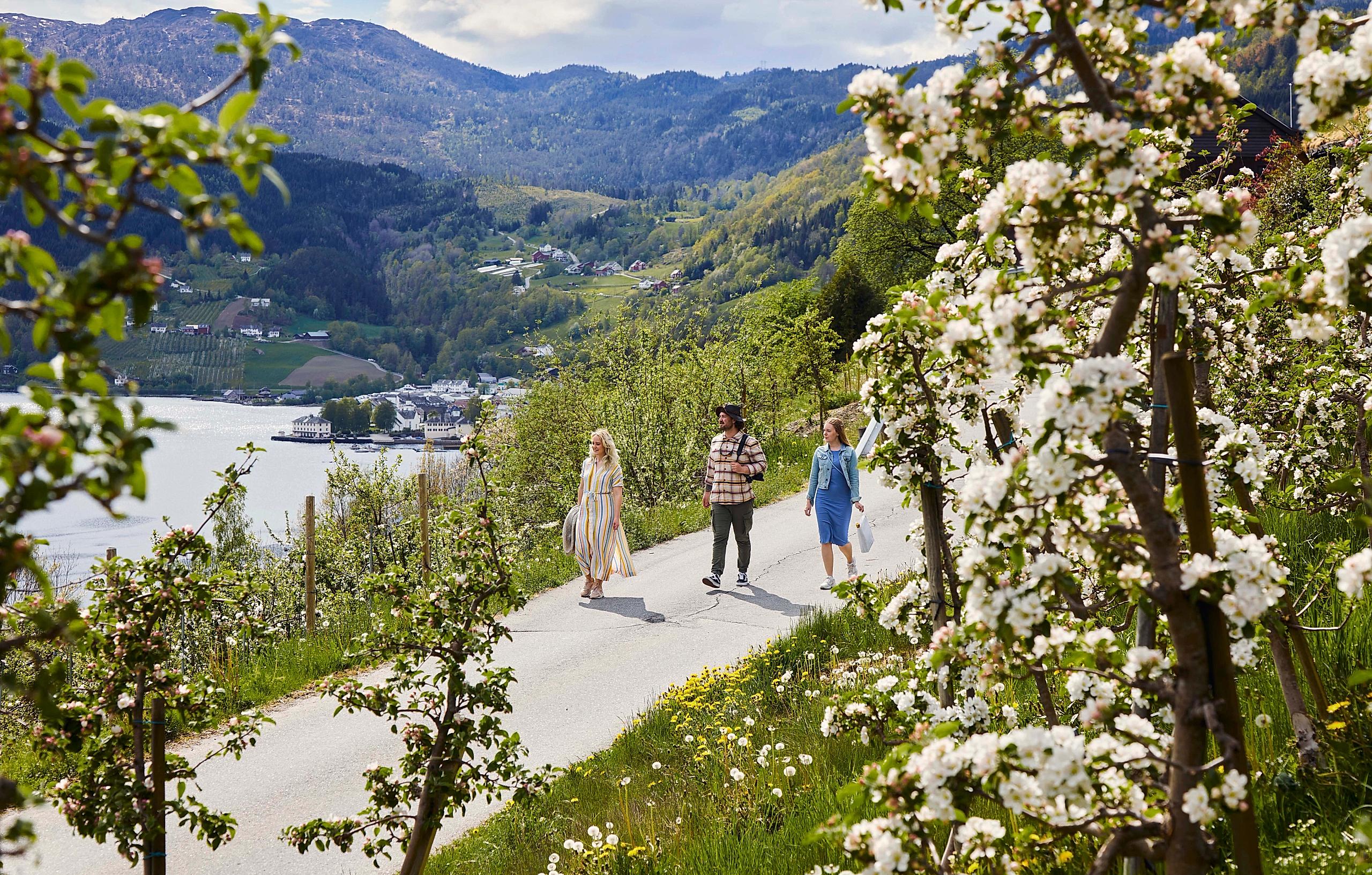 People enjoy a walk along rows of blooming apple trees.