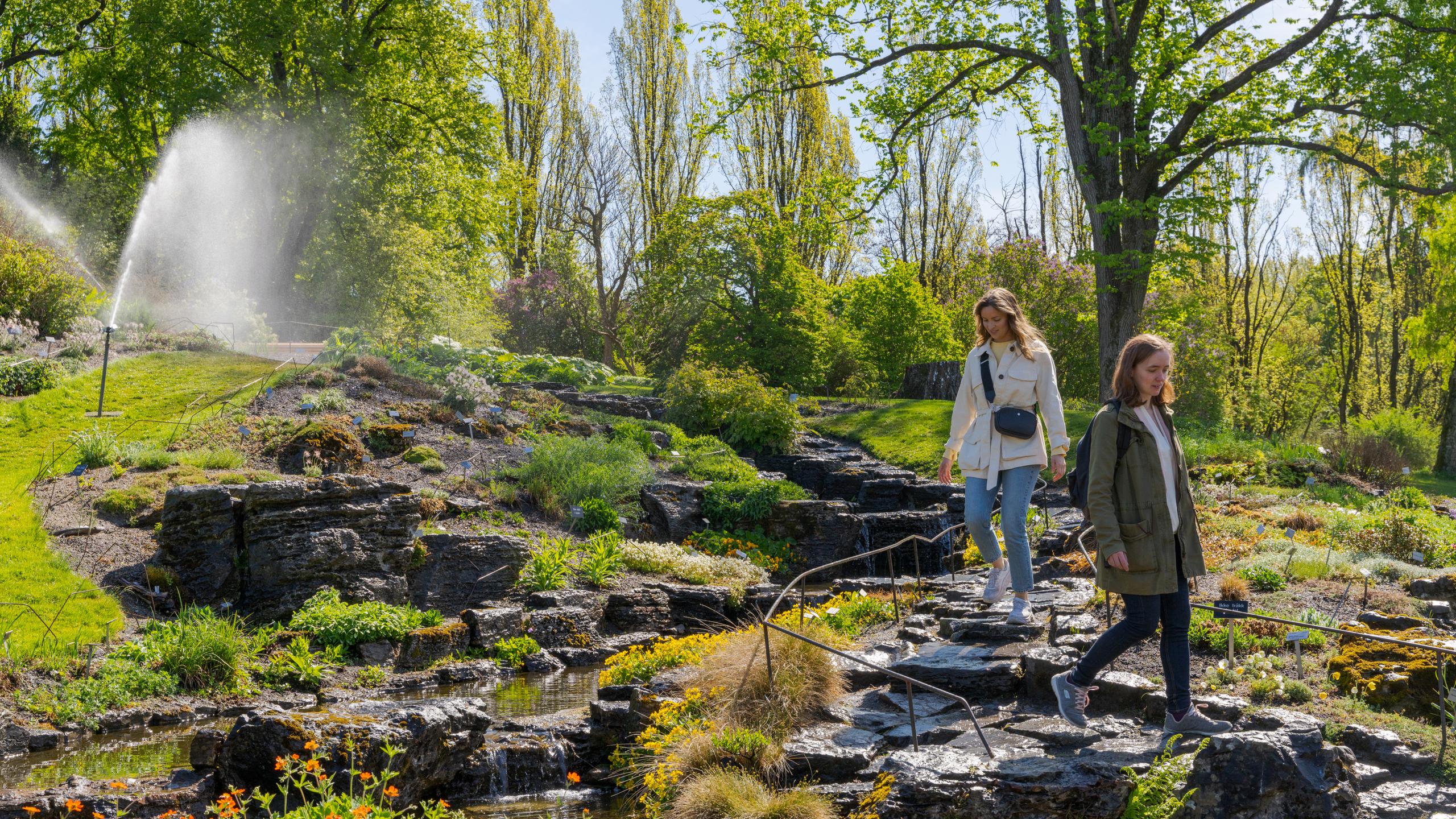 Venner rusler i Oslo Botaniske Hage