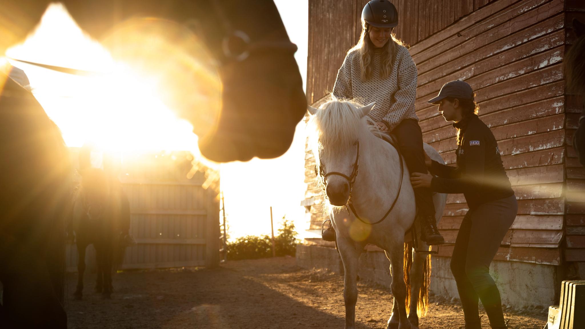 People saddling up their horses in the autumn sun in Lofoten, Northern Norway