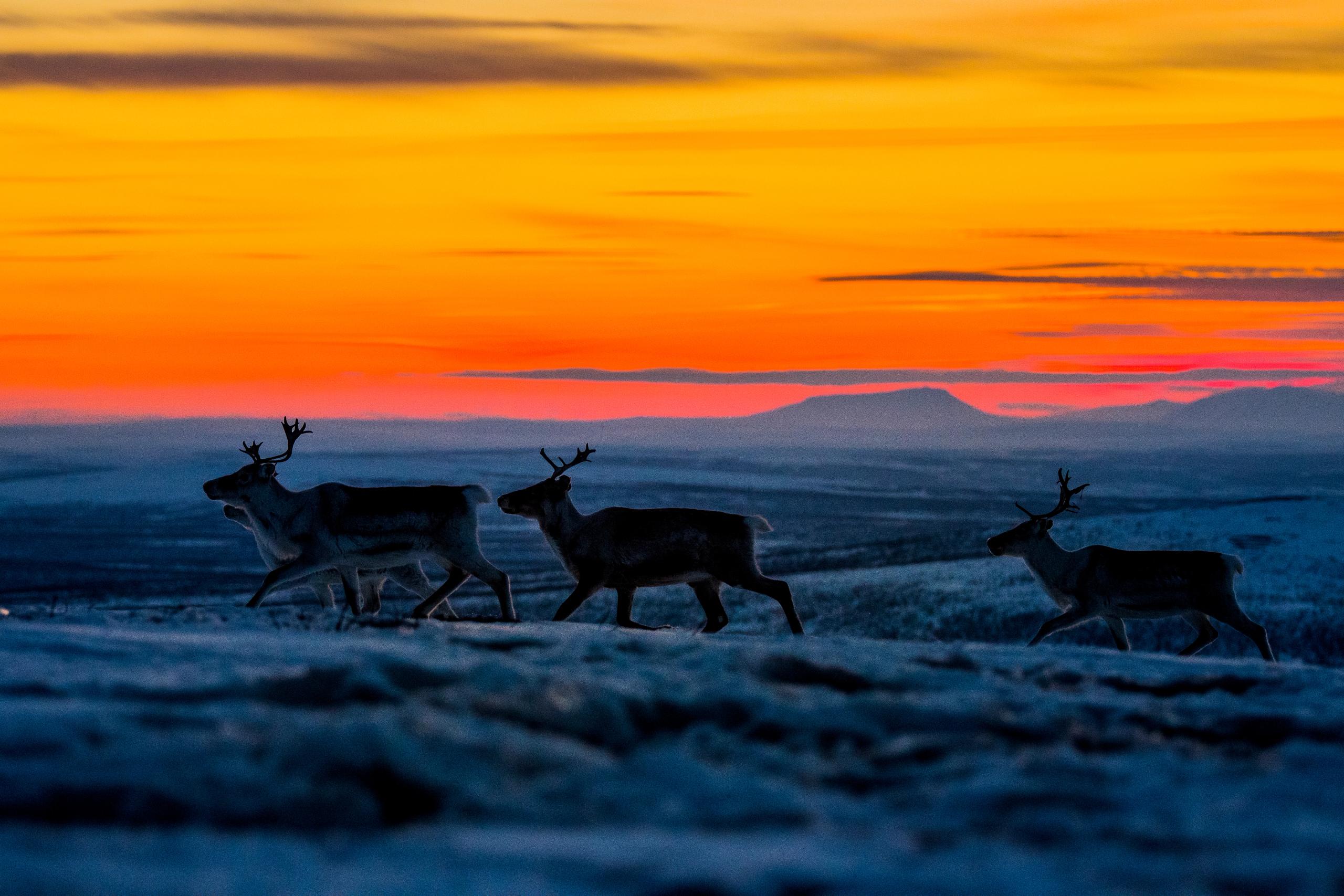 Finnmarksvidda