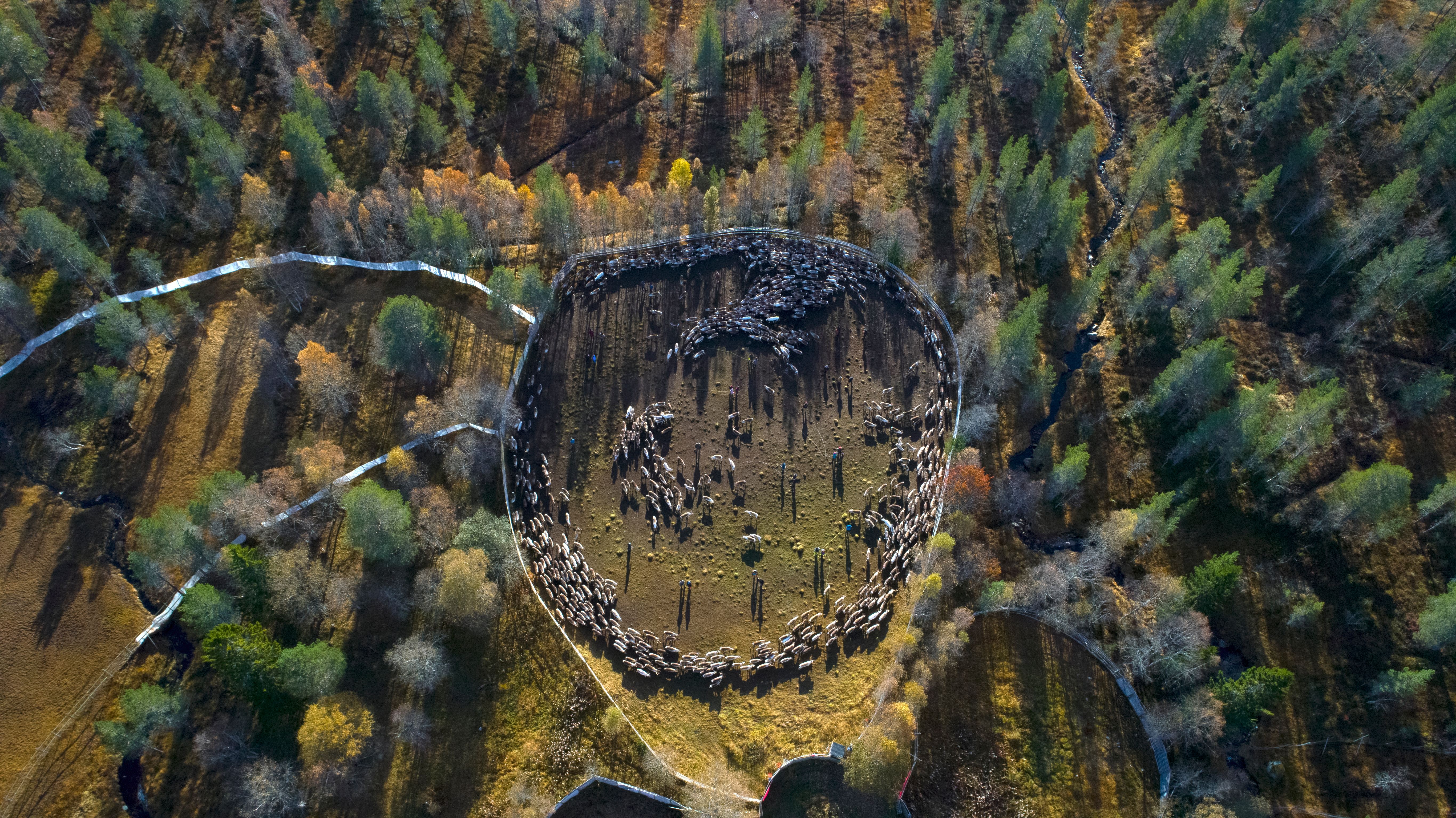 Reindeers in nature