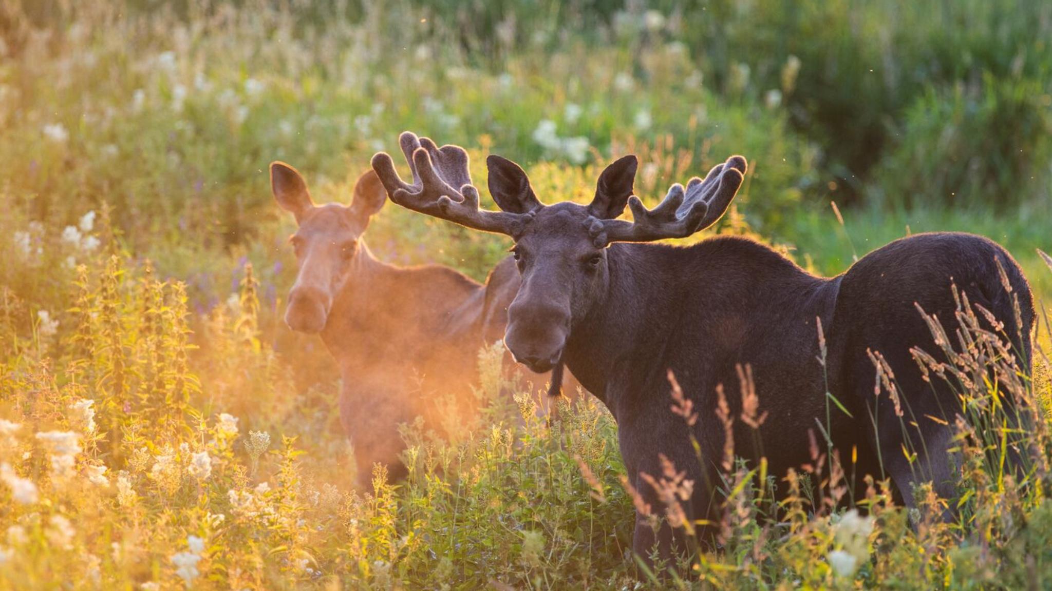 Two moose on a field