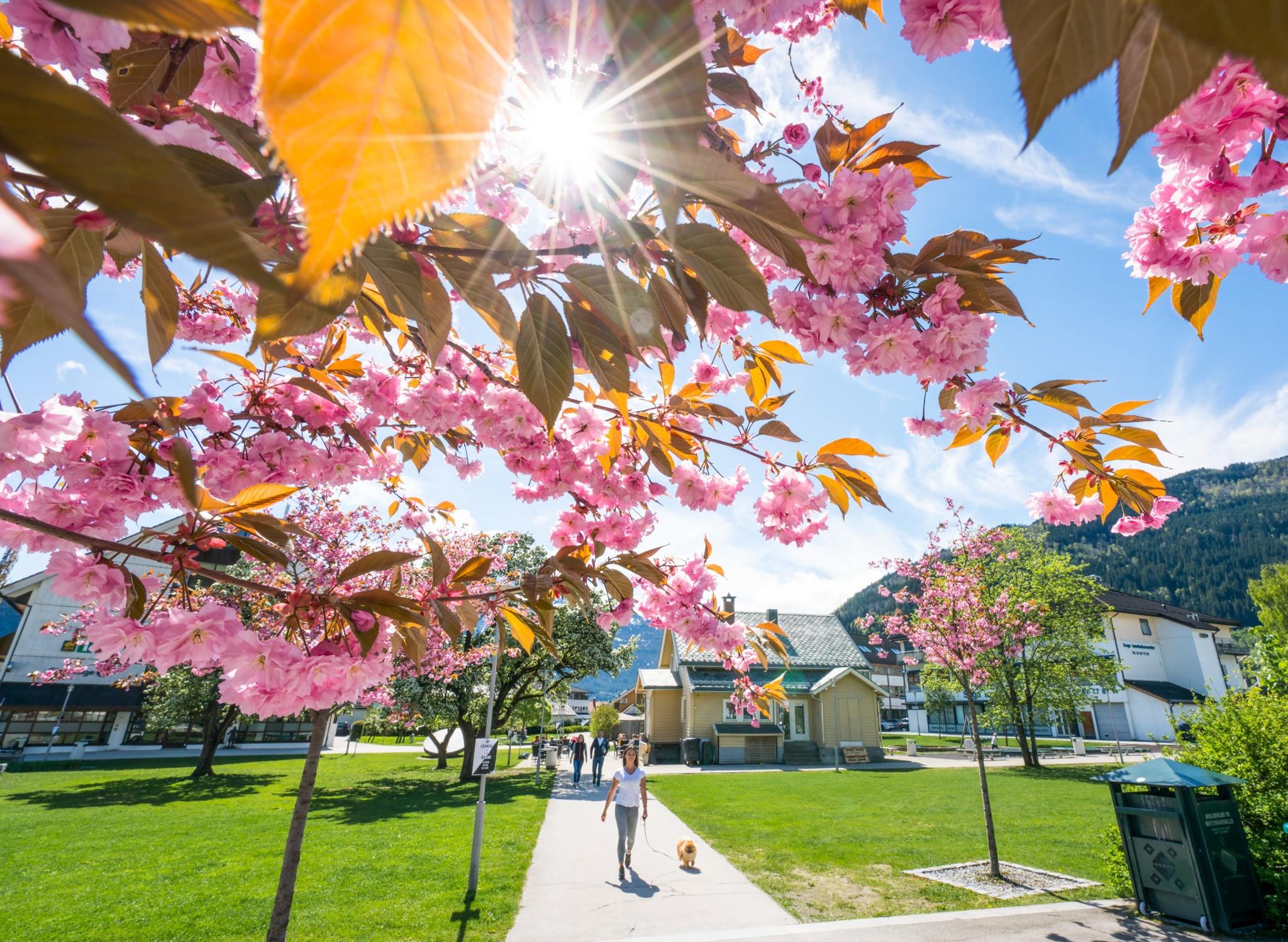 Spring in Sogndal in Vestland County, Norway