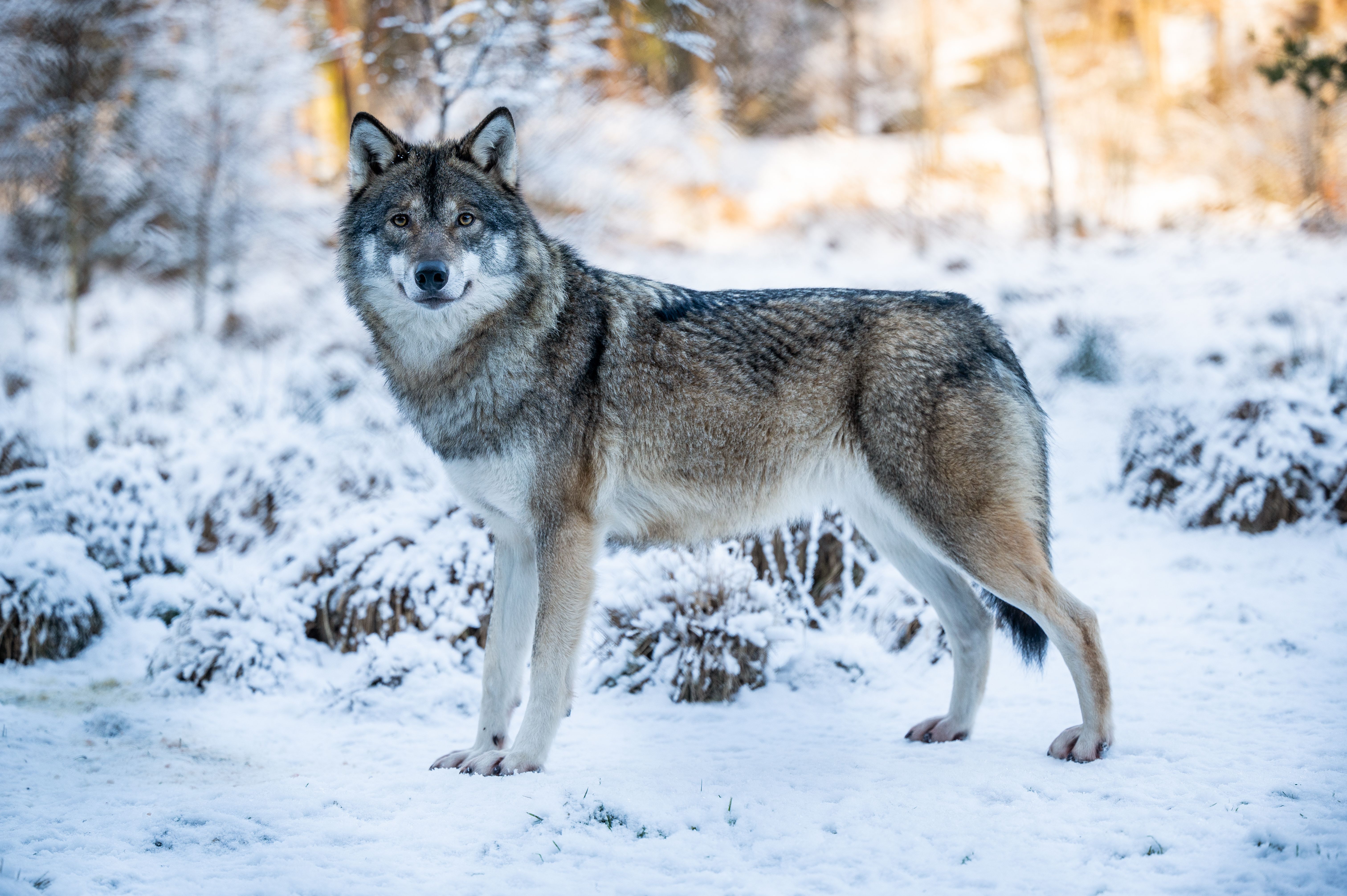 Wolf - Winter in Dyreparken