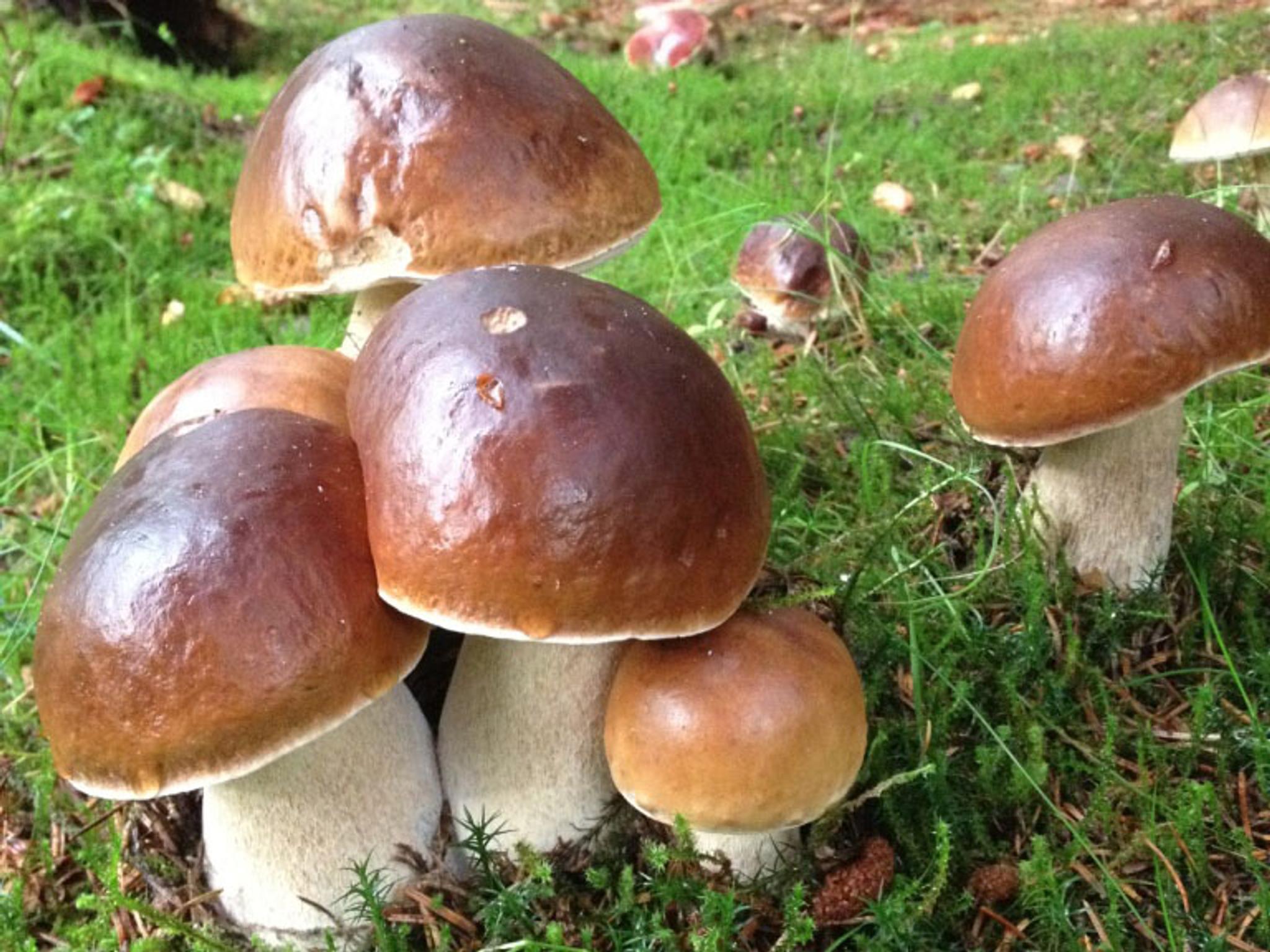 Steinsopp i naturen