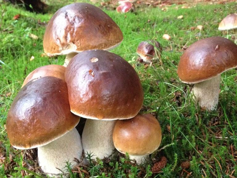 Steinsopp i naturen