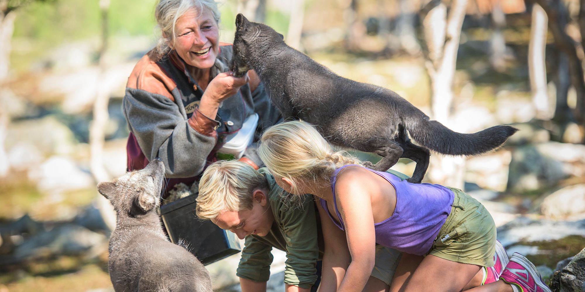 People playing with the polar foxes at Langedrag farm in Nesbyen in Hallingdal, Eastern Norway