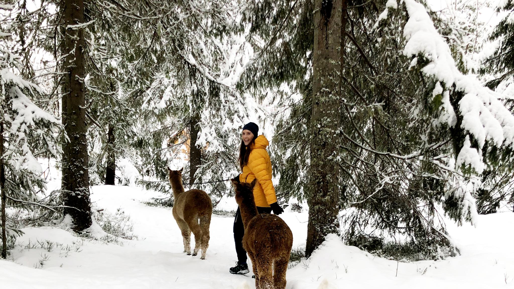 A woman walking with two alpacas in the snow in the forest.