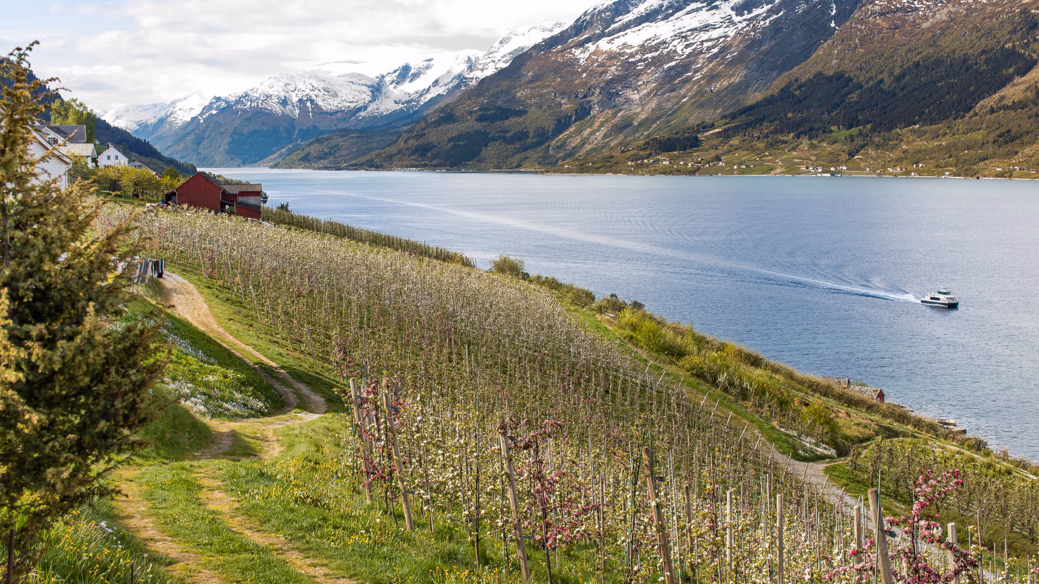 A cruise boat on the Hardangerfjord and fruit trees blossoming
