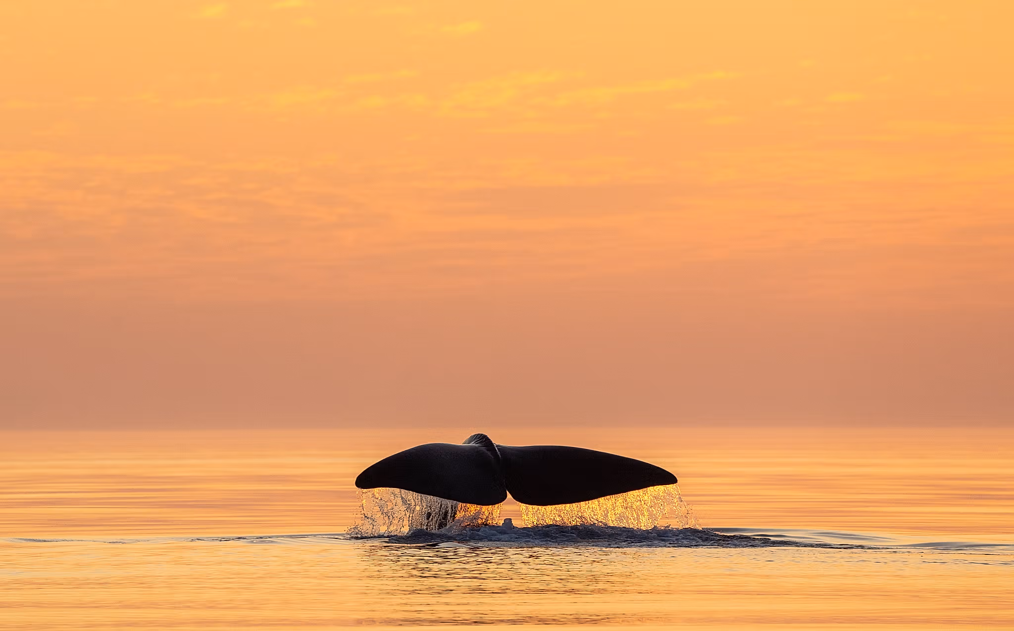 Whale tale above the water outside of Andøya in Vesterålen, Northern Norway