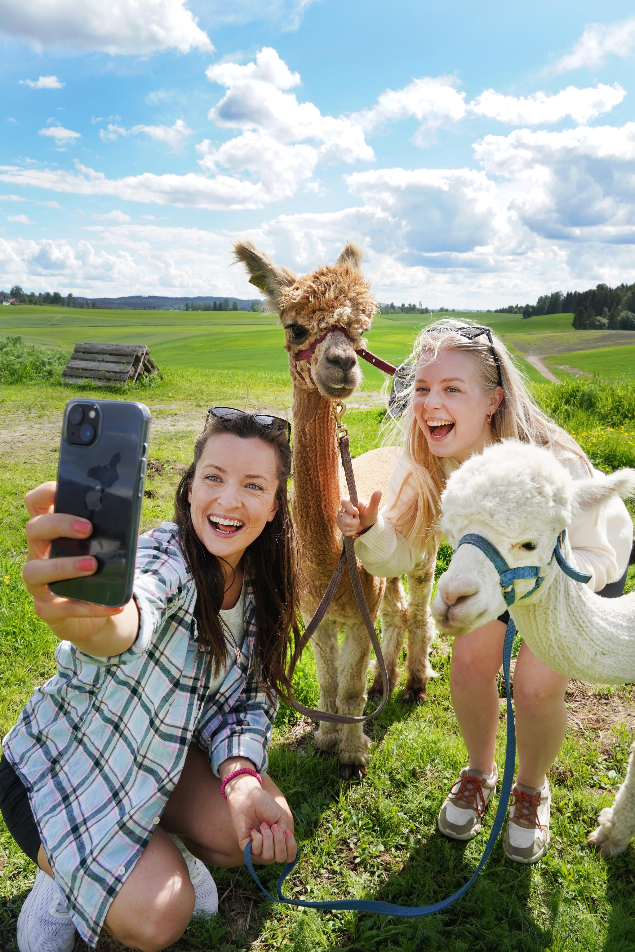 Two girls taking a selfie with two alpacas in Norway in summer.