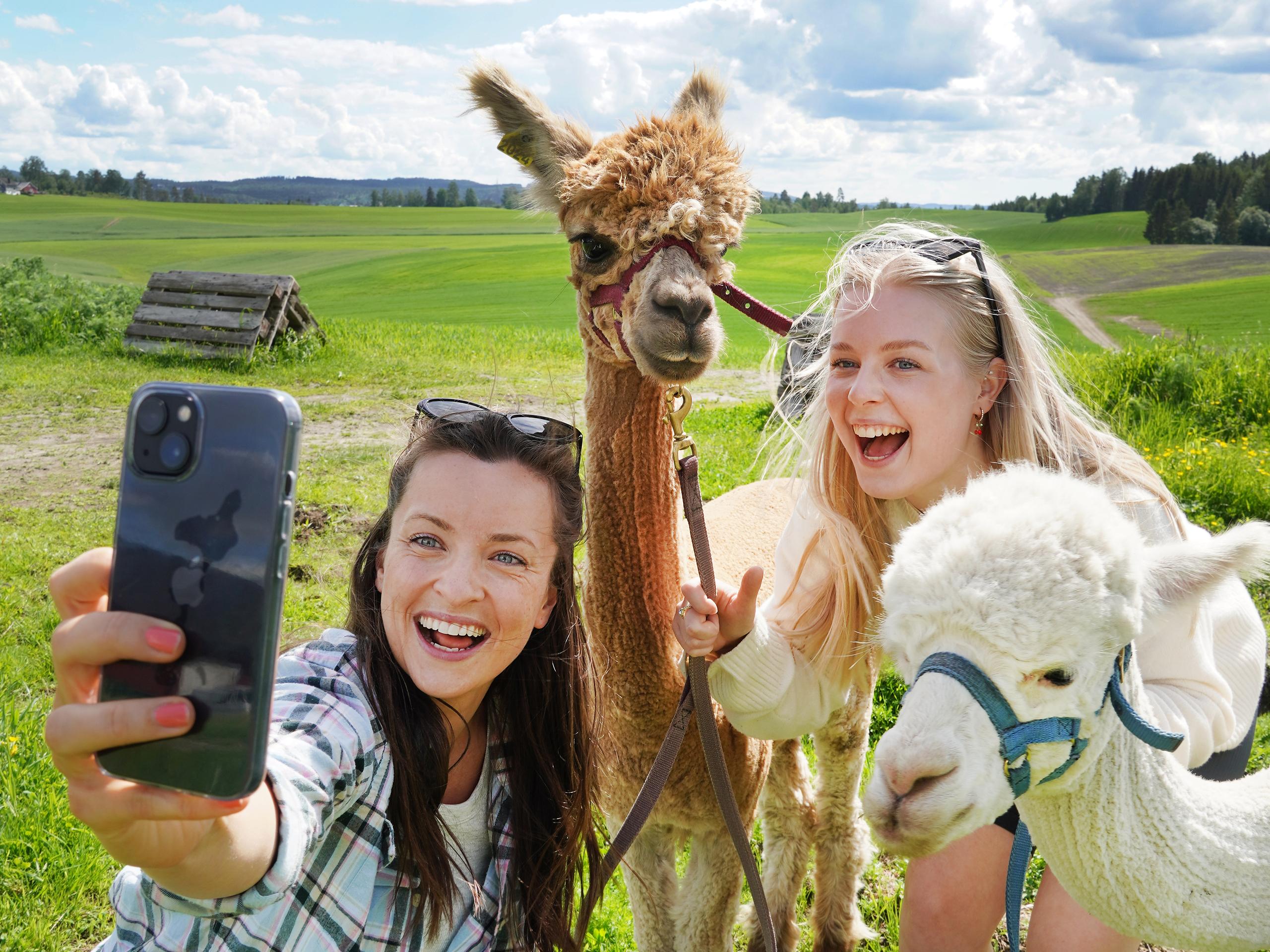 To jenter som tar selfie med alpakkaer i Norge