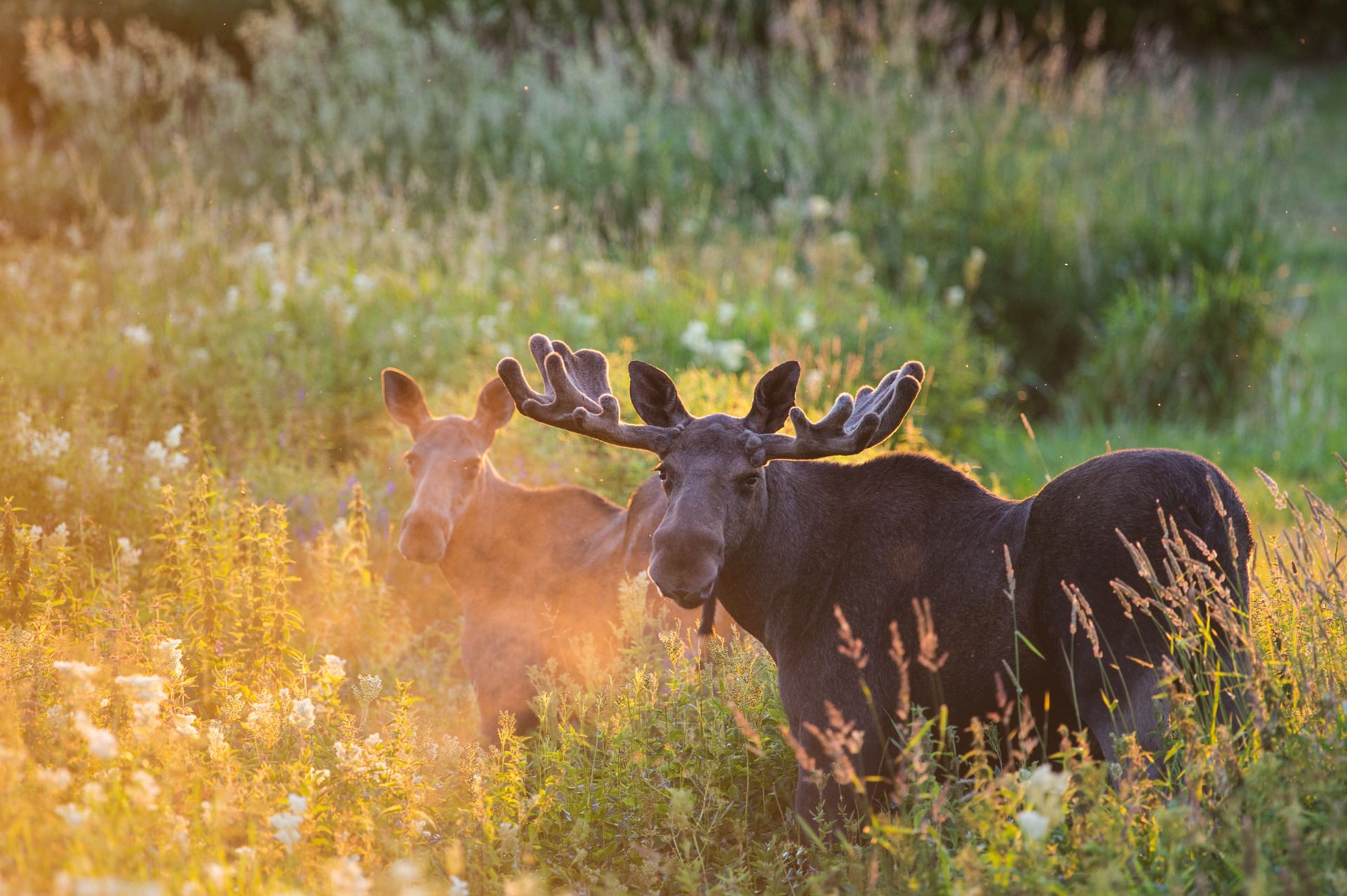 Two moose in lush grass