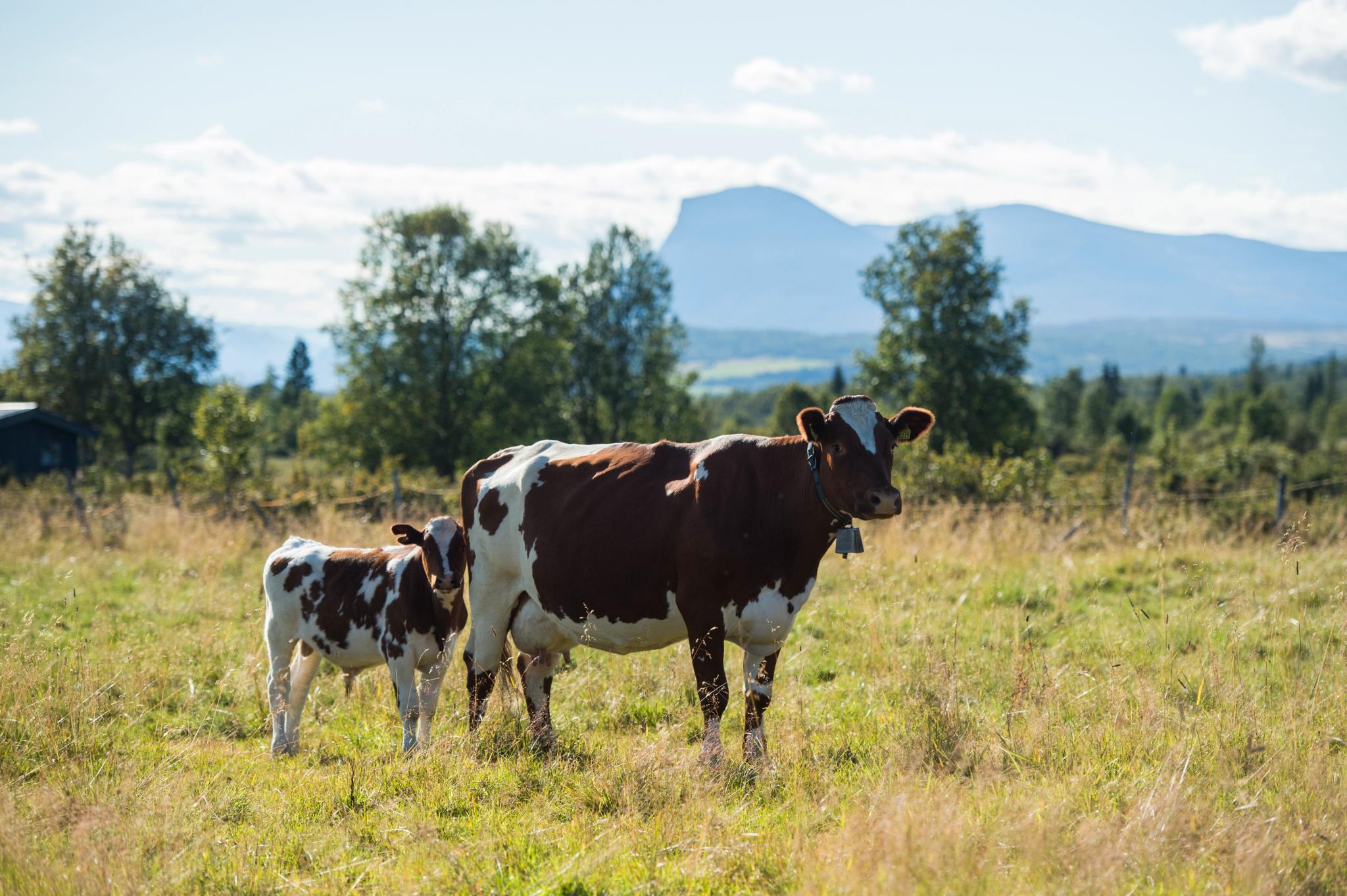 Stølsvidda, Valdres