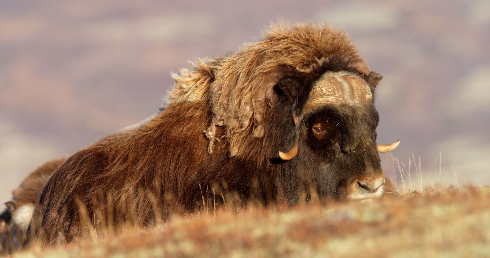 A musk ox coming up a hill during summer in Dovrefjell, Eastern Norway
