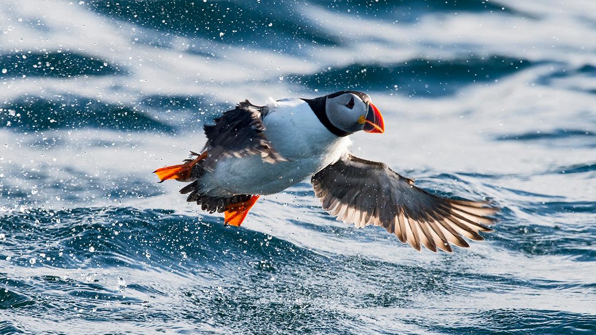 Lundefugl over havet