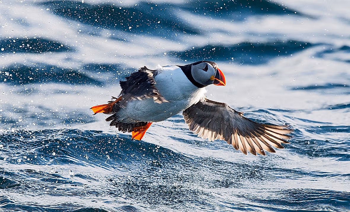 An Atlantic puffin hovering over the water in Northern Norway