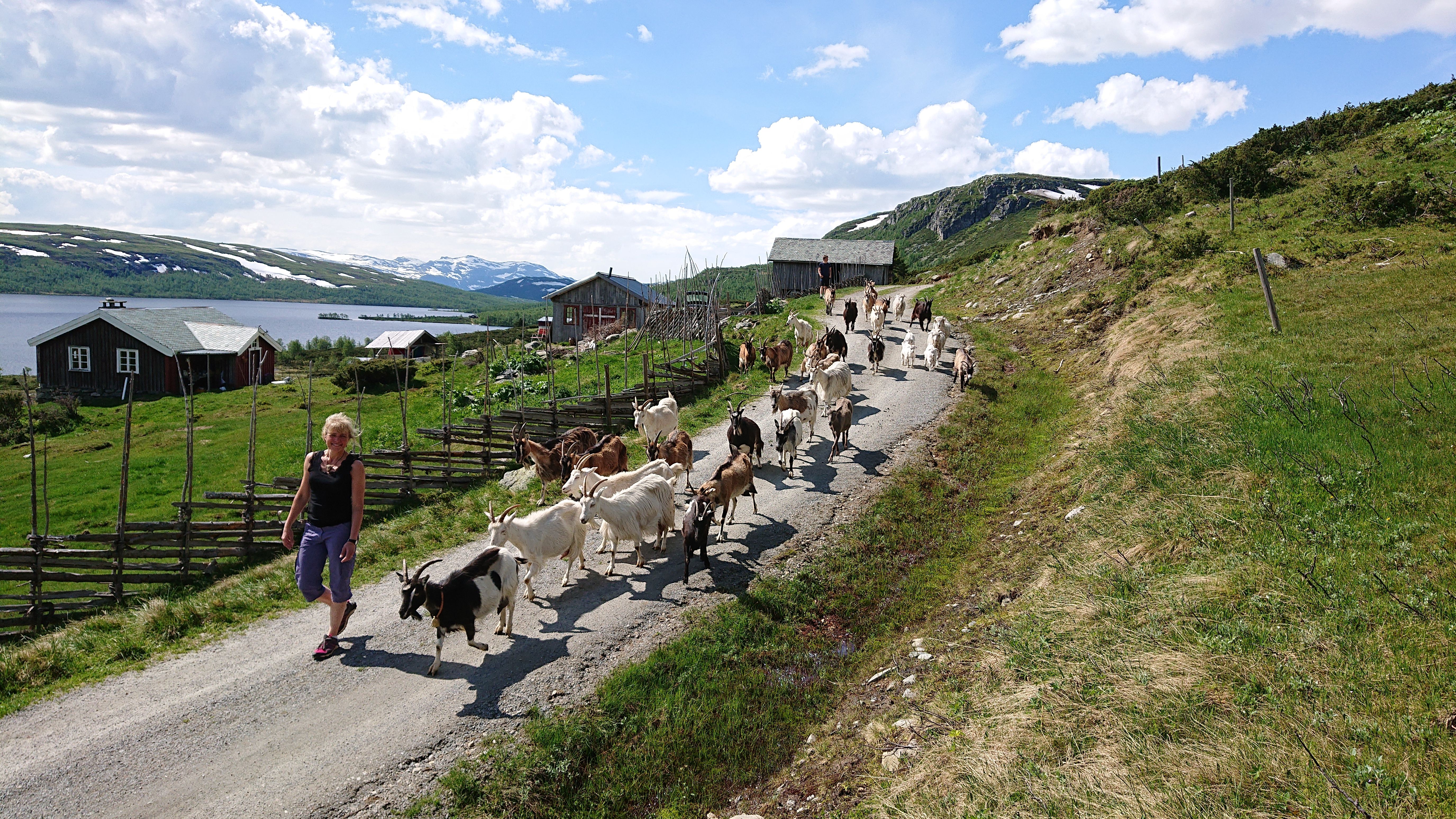 En dame med en flokk geiter utenfor Olestølen i Valdres på Østlandet
