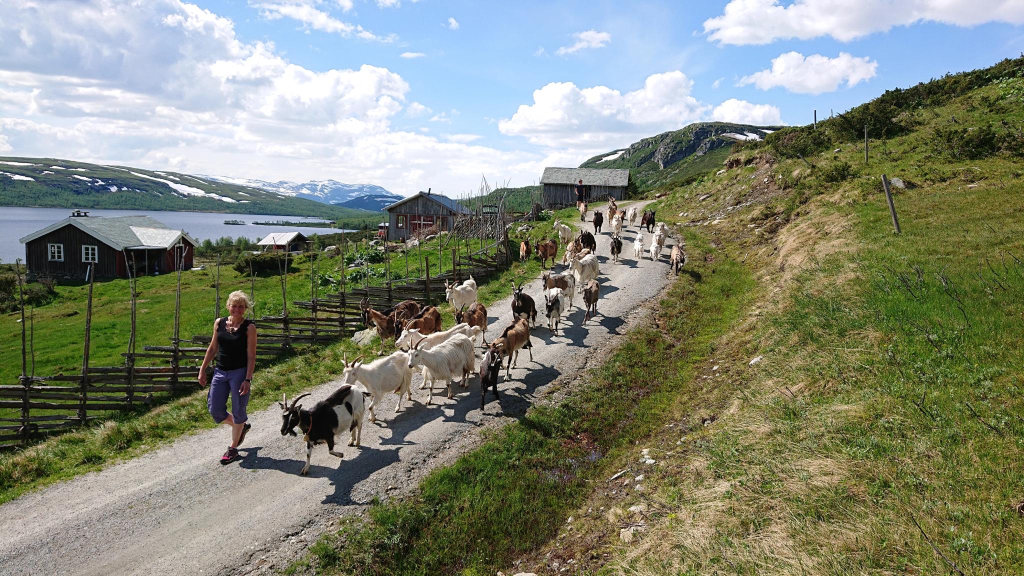 En dame med en flokk geiter utenfor Olestølen i Valdres på Østlandet