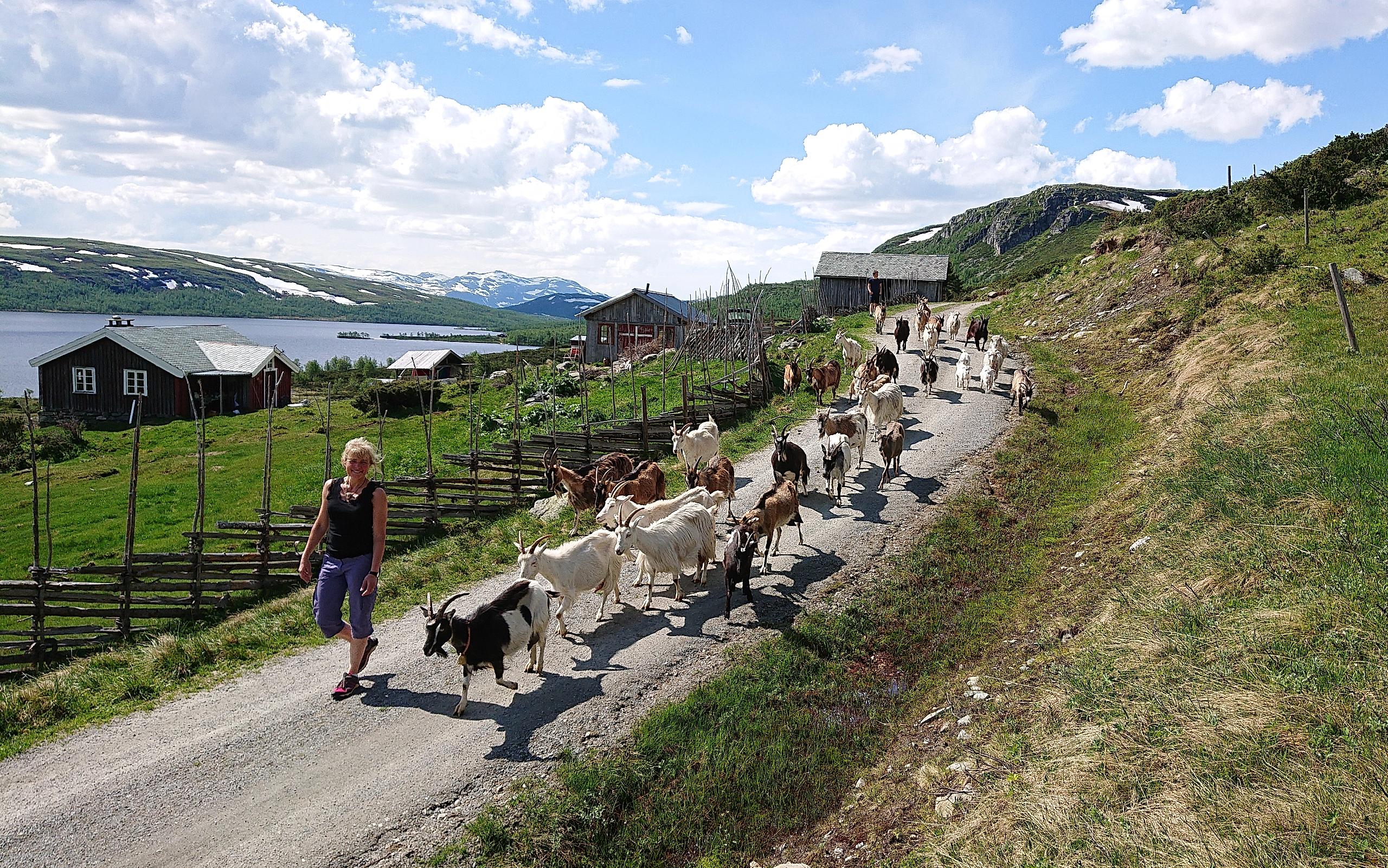En dame med en flokk geiter utenfor Olestølen i Valdres på Østlandet