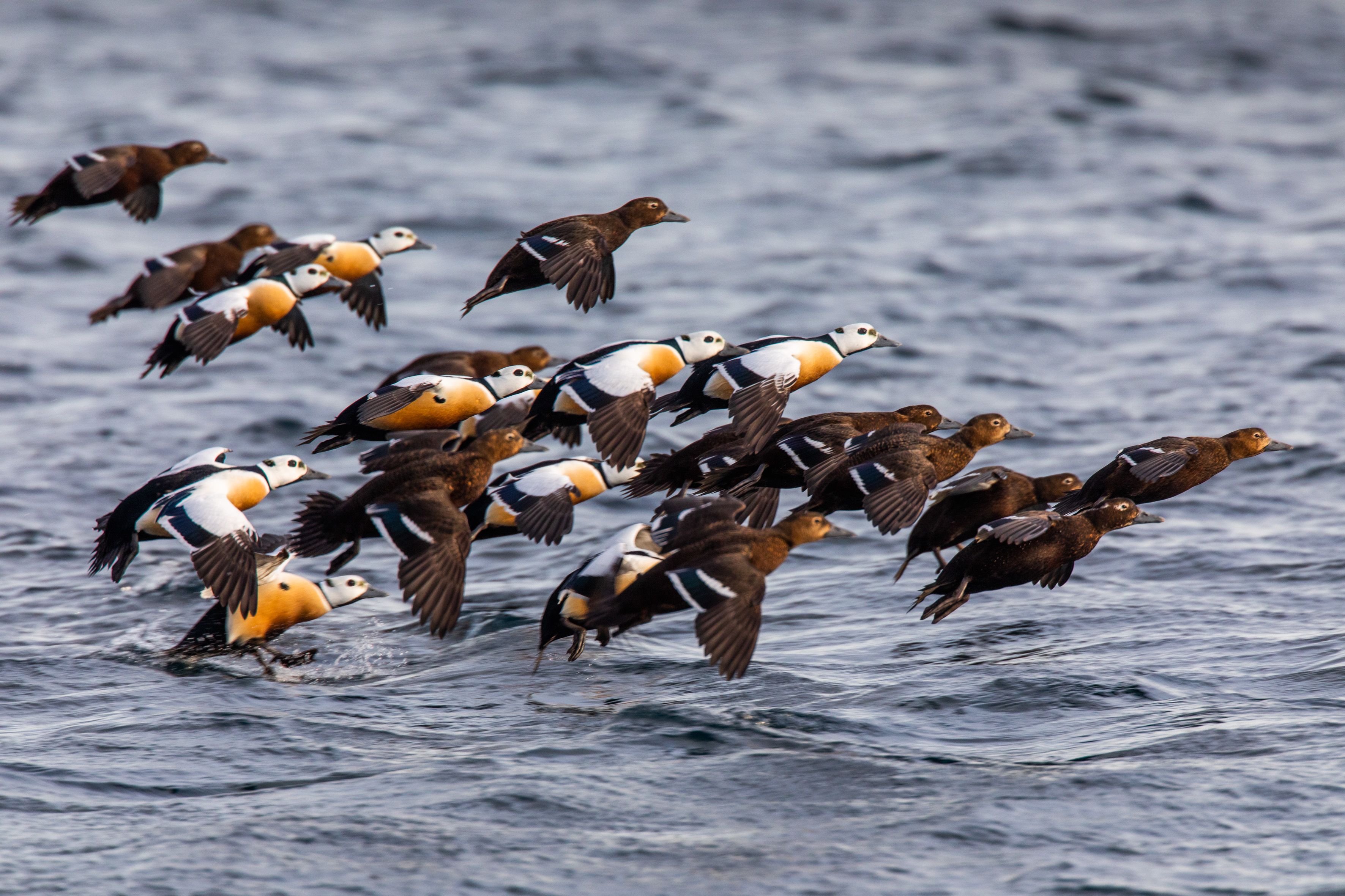 Flying common eider
