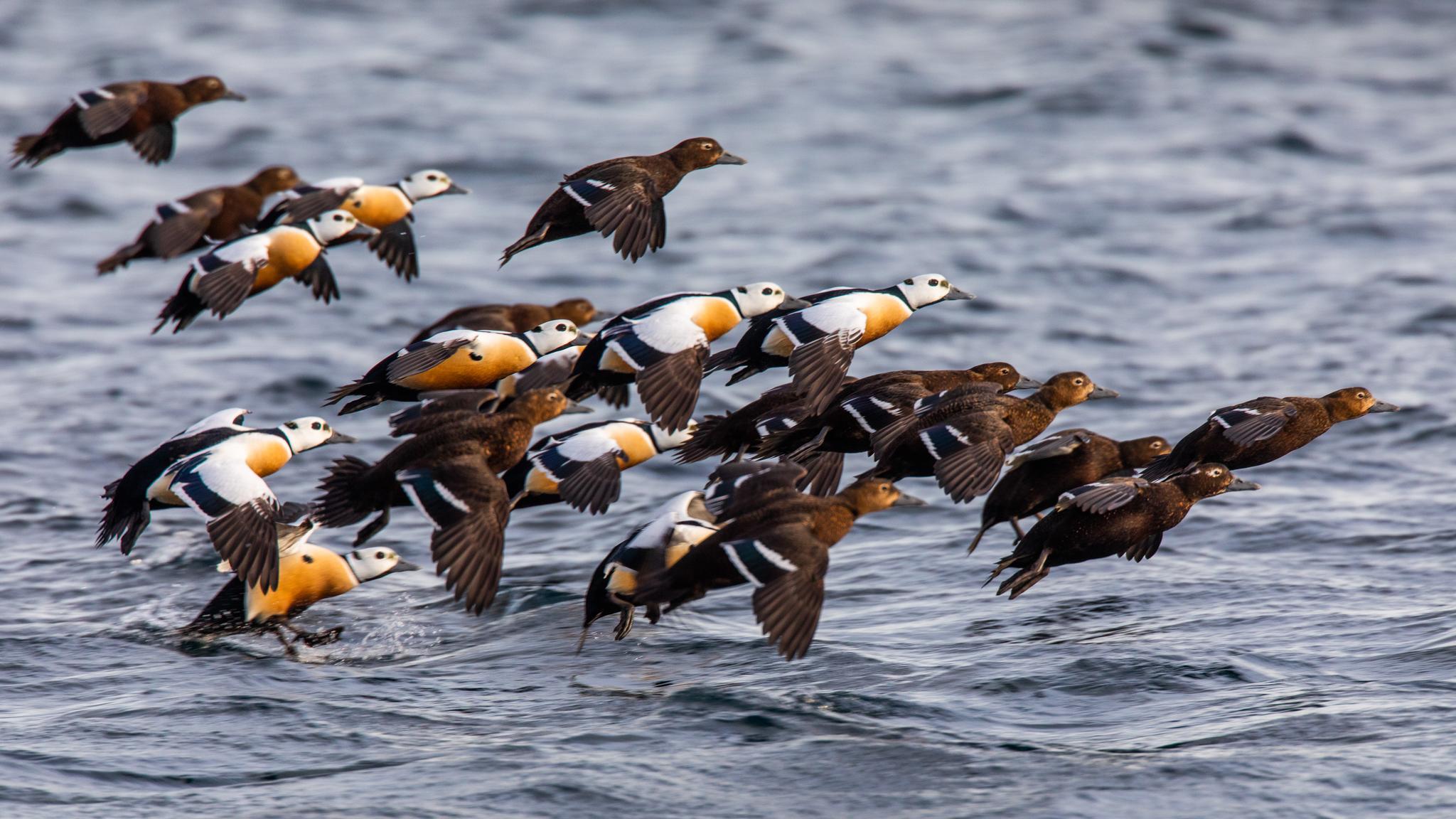 Flying common eider