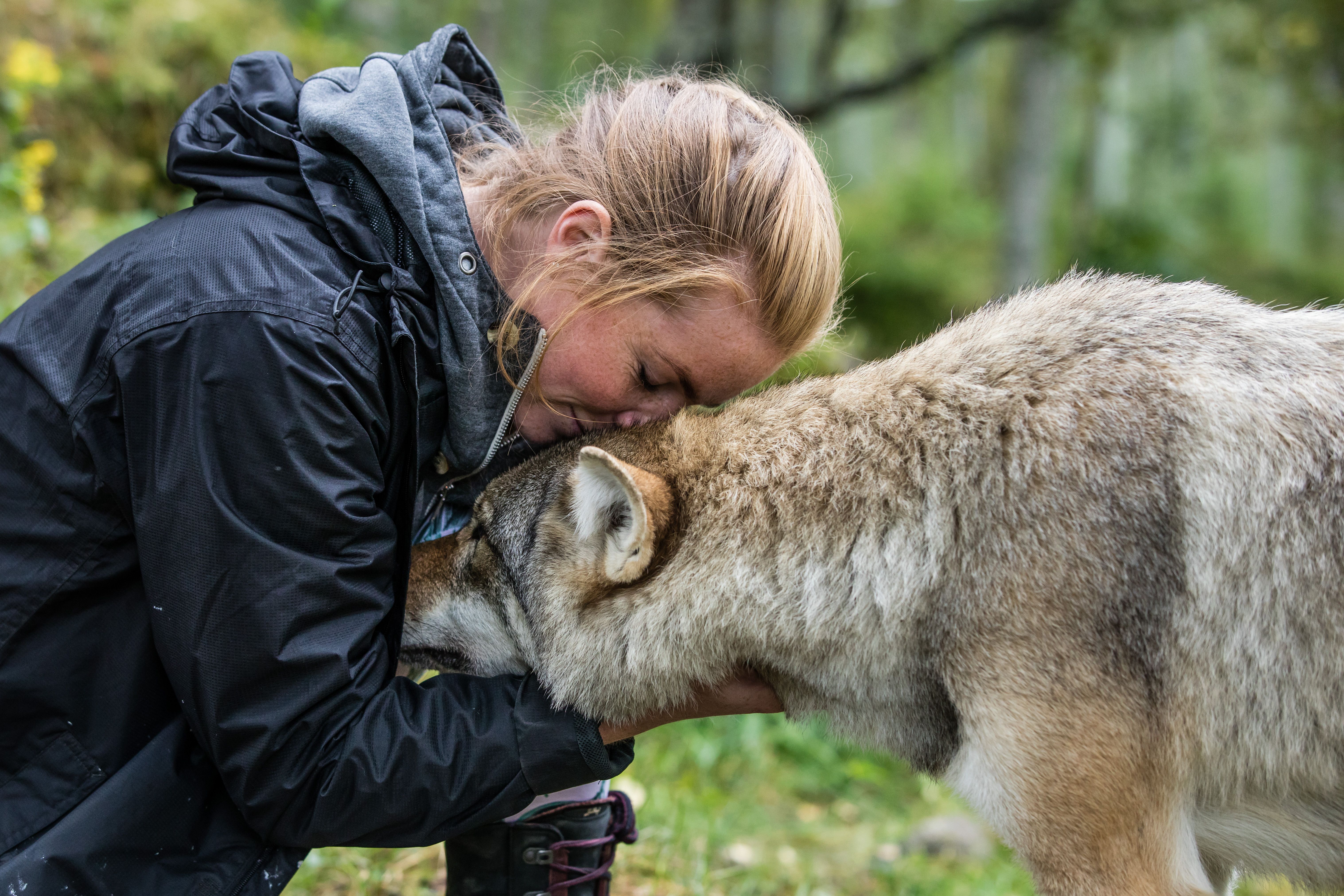 En dame koser med en ulv i dyreparken Polar Park i Narvik, Nord-Norge